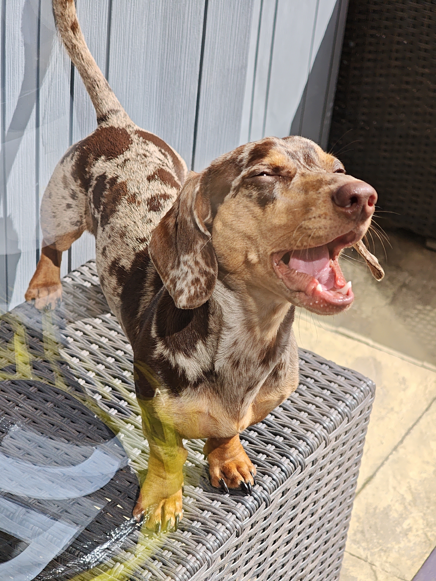 A dapple-patterned Dachshund dog, predominantly brown and tan with cream spots, is captured mid-yawn or stretch in bright outdoor sunlight. The dog stands on its hind legs, with its front paws resting on a dark gray, tightly woven outdoor furniture piece, which appears to be a stool or small table. Its mouth is wide open, revealing its pink tongue and small white teeth, while its eyes are mostly closed. The surface of the furniture under its front paws is highly reflective, suggesting a wet or clear glass top, with a yellowish-green tint visible in some reflections. In the background, a light blue or gray slatted wall or fence provides a vertical element, and the ground is a pale, paved surface. The strong sunlight indicates it is daytime. No text is visible in the image.