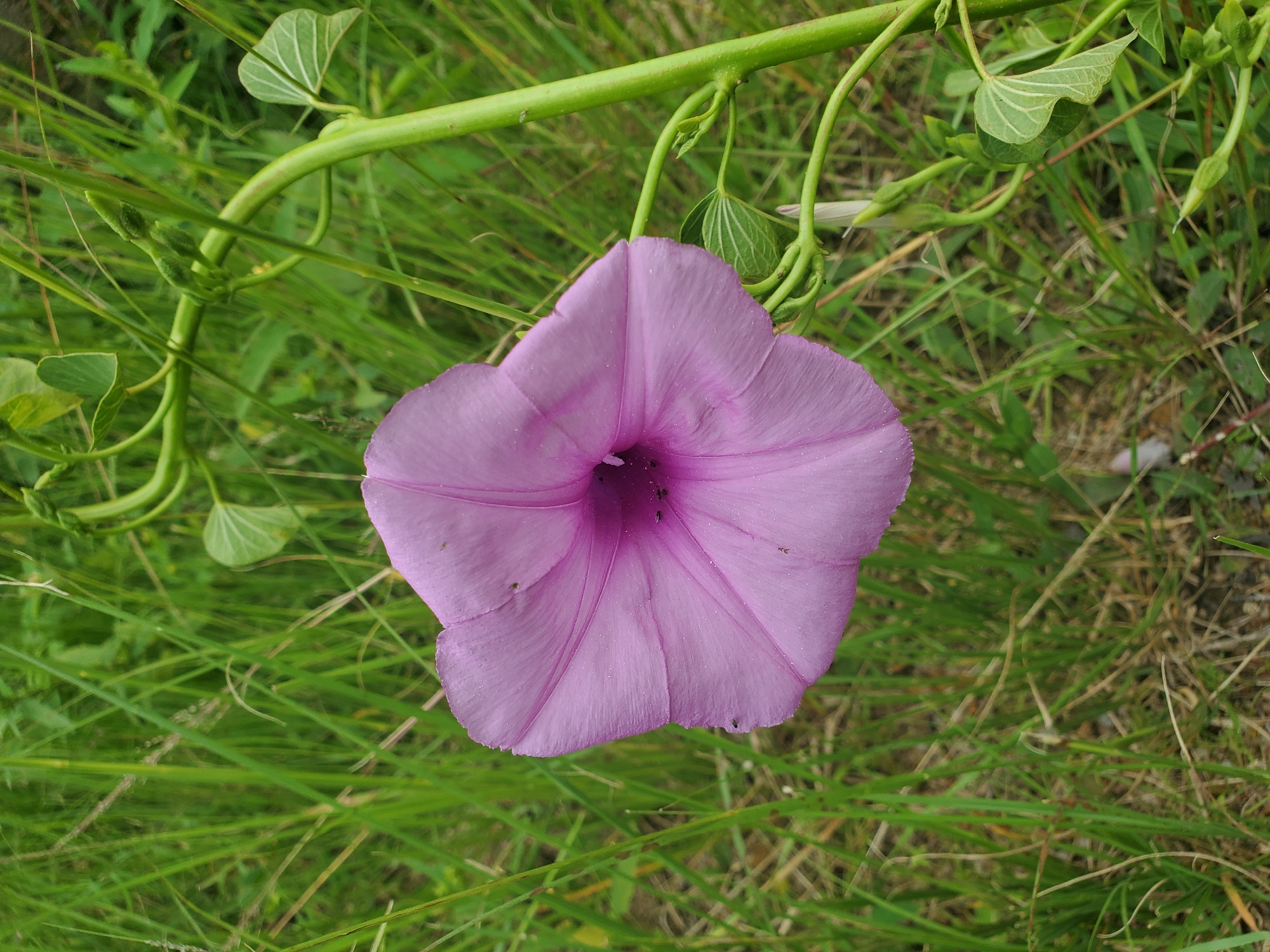 A single, light purple, trumpet-shaped flower with five visible petals is in focus in the foreground. The flower exhibits subtle veining and a slightly ruffled edge. Darker purple hues are visible towards the center of the bloom. Several small, dark insects are present on the petals and within the flower's throat. The flower is surrounded by lush, green grass, with some dried blades intermixed. A thick, green vine with heart-shaped leaves and several unopened buds runs vertically along the right side of the image. The scene appears to be an outdoor environment, possibly a field or garden.
The specific location in Jos, Nigeria, cannot be determined from the provided image alone.