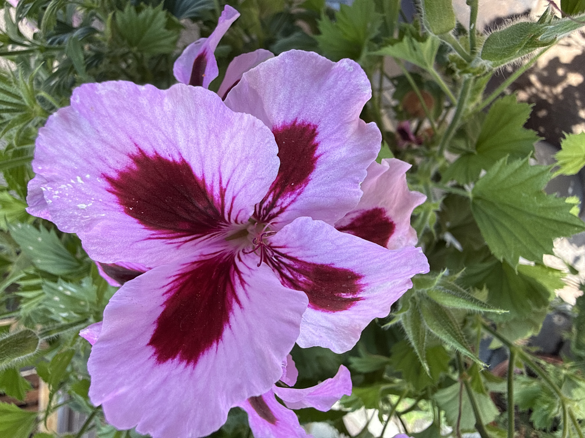 The image is a close-up, eye-level, vertical, outdoor shot of a light purple geranium flower with dark maroon centers on its petals. The flower is in focus, with its petals slightly ruffled and showing a delicate texture. Thin, dark veins radiate from the center of the flower, extending into the maroon markings. The background consists of out-of-focus green leaves and stems, some of which are covered in fine, fuzzy hairs. The lighting appears natural, suggesting it was taken during the daytime. There are no people or visible structures in the frame. This image was captured in Kashino, Russia.