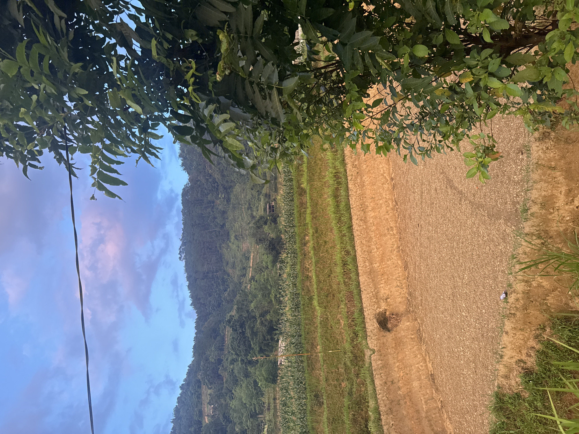 The image shows a landscape in Pờ Ly Ngài Commune, Vietnam, featuring a mountain slope covered in dense green vegetation, terraced agricultural fields, a section of clear sky with clouds, and foliage from trees in the foreground. The agricultural fields appear to have different stages of growth or planting, with some areas showing rows of green crops and others looking bare or recently harvested. A small structure is visible amongst the trees on the mountain slope. A single black line, possibly an electrical wire, runs across the sky. In the lower right corner, there are grasses and vegetation.