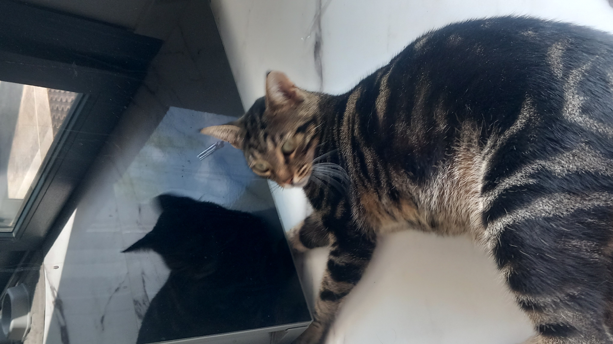 A tabby cat is lying on its side on a white tiled floor, looking into a reflective surface. The cat has black and brown stripes and green eyes. The reflective surface shows a distorted black silhouette of the cat, with its ears visible. In the background, a window with dark framing is visible, allowing sunlight to enter and cast shadows on the floor. The environment appears to be indoors, possibly in a residential setting. The location of Άγιος Νεκτάριος, Greece is not discernible from the image.