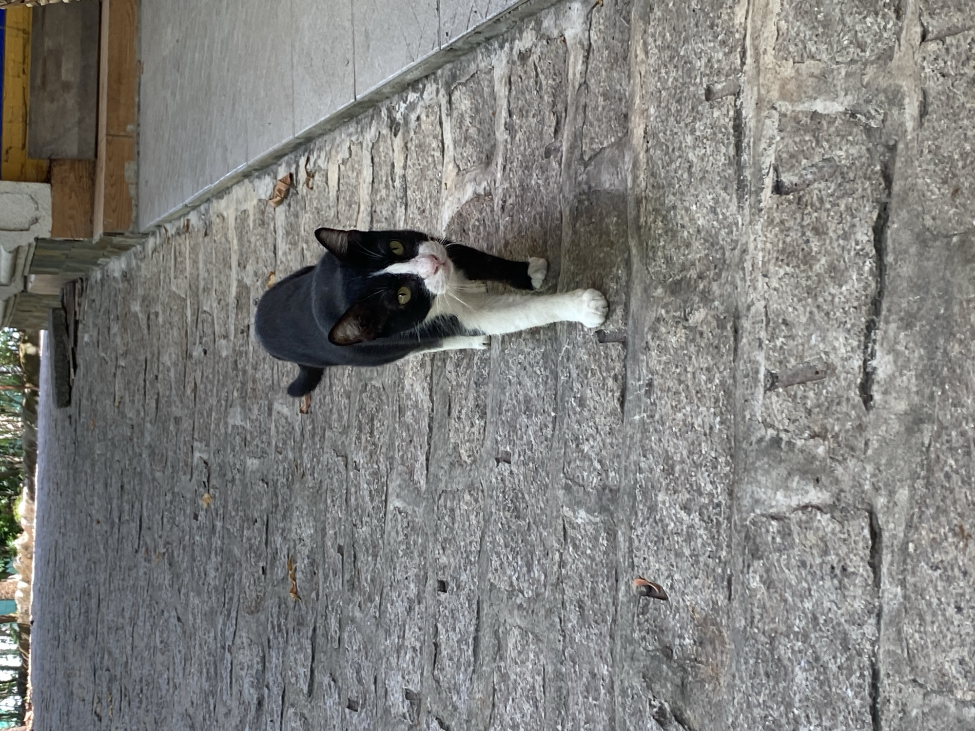 A black and white cat is standing on a concrete block pavement with its face looking up at the camera. The cat is mostly black with white paws and a white bib. The pavement is made of roughly rectangular blocks and has a rough, weathered surface. To the left of the pavement, there are glimpses of a building with wood and gray walls. The environment suggests an urban setting in Dĩ An, Vietnam. The cat's posture implies it may be expecting attention or food.