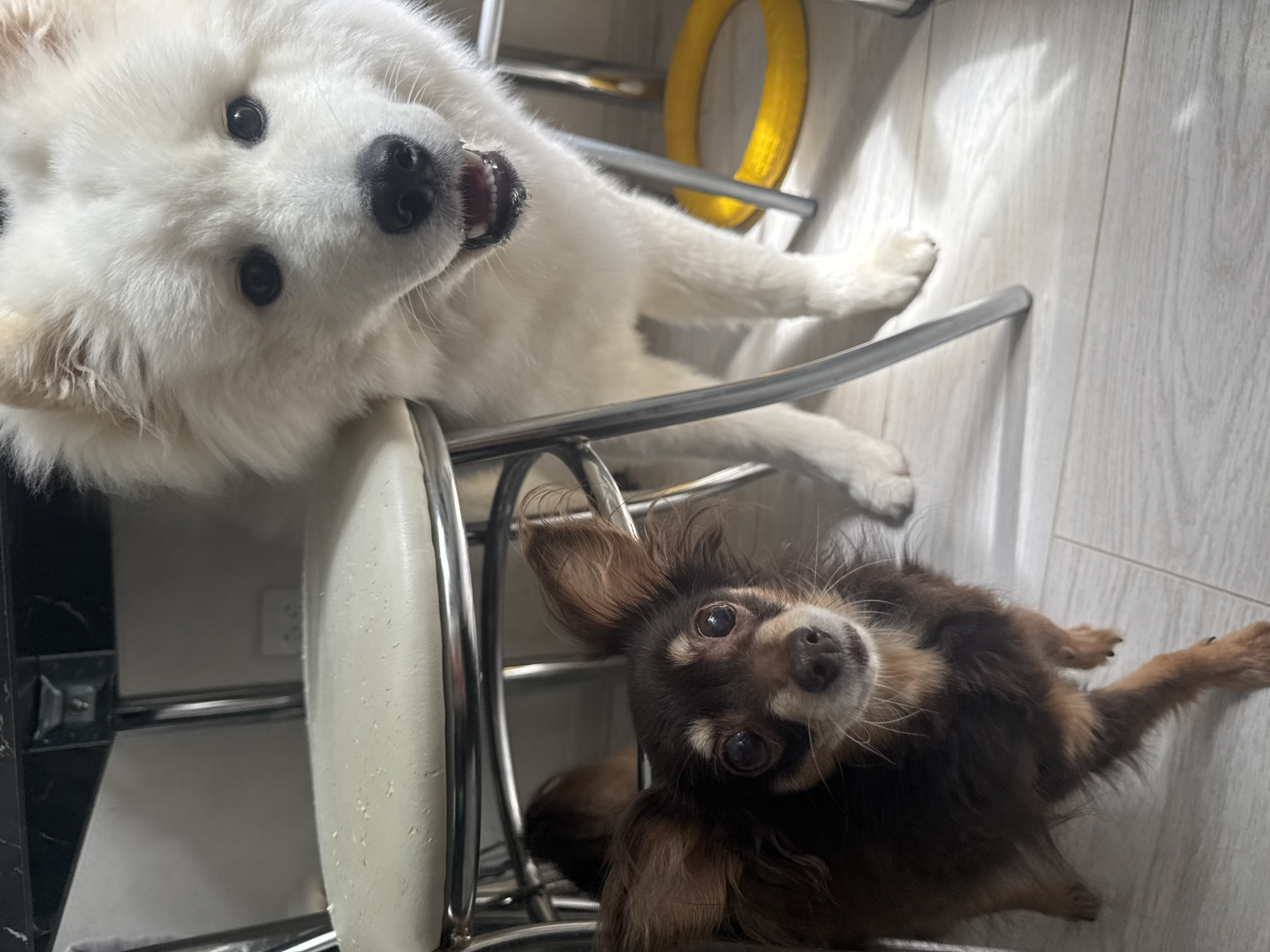 The image depicts two dogs in an indoor setting. A large white dog with a broad face and open mouth is positioned in the upper portion of the frame, looking towards the camera. Below it, a small, brown, long-haired dog is nestled on a metal-framed chair with a light-colored seat. The background features a light-colored wall or flooring. A yellow circular object is also visible in the background. The location is Chaikovsky, Russia.