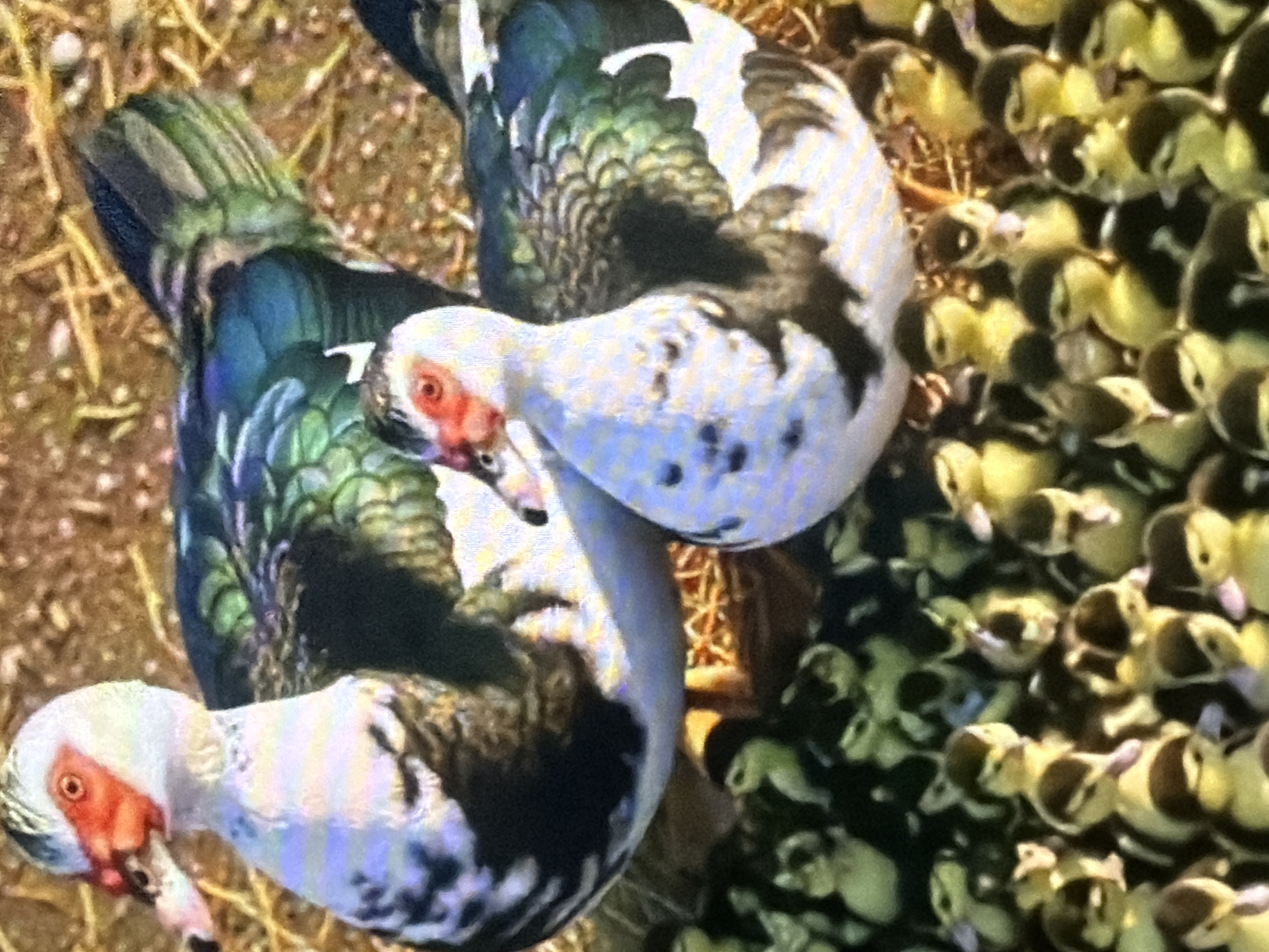 In Bukuru, Nigeria, a group of Muscovy ducks, including two adult females and a large clutch of ducklings, are gathered on a dry, grassy surface. The adult ducks have distinctive red facial caruncles around their eyes and beaks, with predominantly white plumage, accented with black and iridescent green feathers on their wings and bodies. The ducklings, small and fluffy, display a mix of yellow and dark brown markings, clustered densely around the adults. The environment appears to be outdoors, with dry straw or hay scattered on the ground. The image captures a moment of natural behavior, with the ducks likely resting or being guarded by the adults.