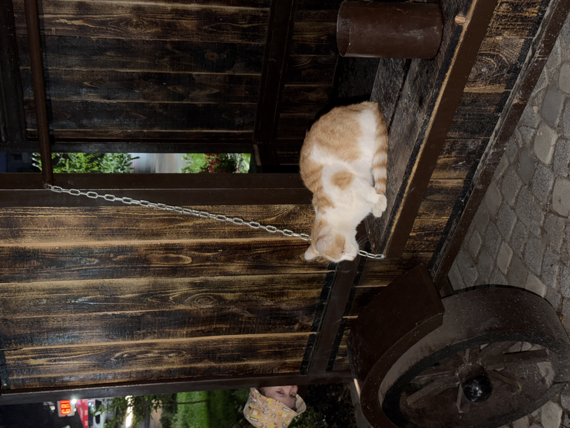 An outdoor scene is captured at night in Chirchik, Uzbekistan. A ginger and white cat is sitting on a wooden platform, facing left, with its tail curled around its body. To the left, a child wearing a patterned hat peeks from behind a wooden structure, their face turned towards the cat. The wooden structure appears to be part of a decorative cart or wagon, with a large wooden wheel visible on the left. A metal chain hangs from above. The ground is paved with cobblestones. In the background, a glimpse of green foliage and red flowers can be seen, along with some lights from a nearby road, including a red sign with the letters "GRI" visible. The overall lighting suggests artificial illumination from nearby sources.