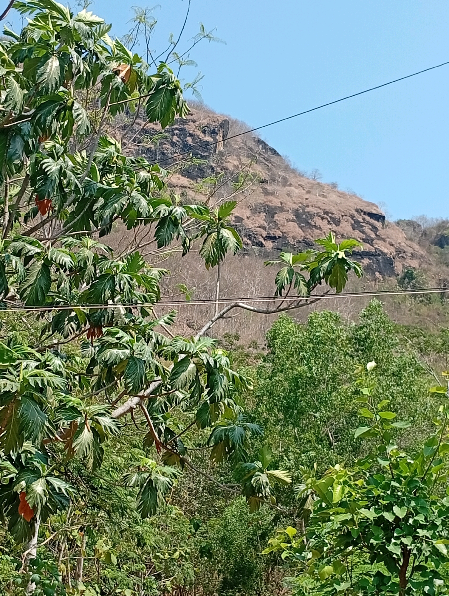A landscape image captures a lush green foreground with a large tree laden with large, serrated leaves and some orange fruit. In the background, a dry, brown mountain with rocky outcrops rises against a clear blue sky. A thin black wire stretches across the upper portion of the image, angled from left to right. The scene appears to be set in a rural or natural environment, possibly on the outskirts of the city of Boyolangu, Indonesia, given the vegetation and terrain. The overall impression is one of natural beauty, with the vibrant greenery contrasting with the arid mountain.