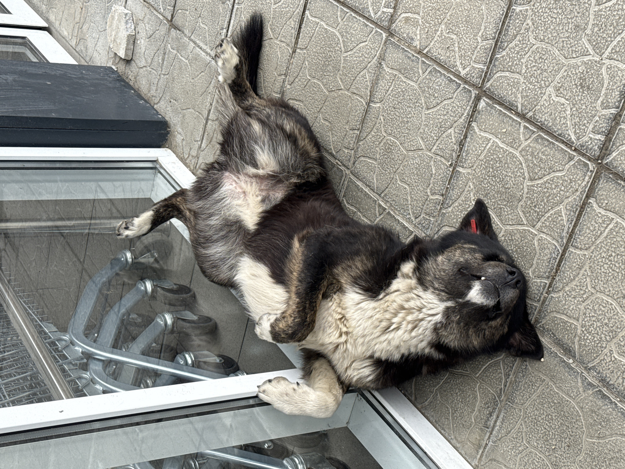 A black and white dog lies on its back on grey paving stones, next to a glass window and metal shopping carts. The scene is located in Sochi, Russia. The dog has a red tag on its ear. Its belly is exposed and its legs are splayed out. It appears to be resting or sleeping. A black box is nearby.