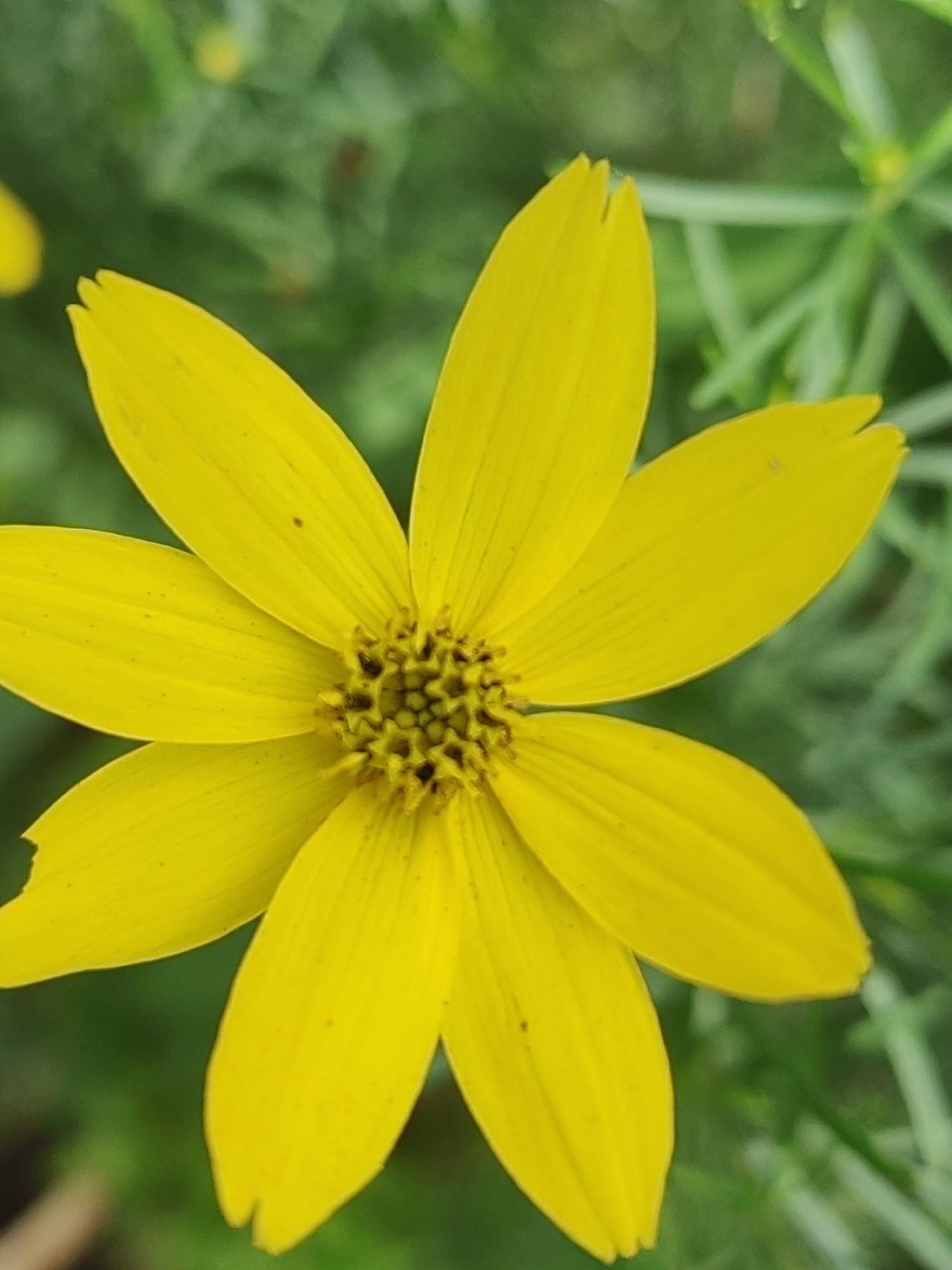 A close-up, eye-level, full-frame, medium shot captures a vibrant yellow flower against a blurred green background. The flower, centered in the frame, displays eight distinct petals radiating outward from a dark, textured center. Each petal is elongated and tapers to a slightly notched tip. The petals are illuminated, highlighting their subtle veins and a few small brown specks. The background consists of soft-focus green foliage, with some lighter green elements suggesting other plants or leaves. The overall lighting is diffused, creating a gentle contrast and emphasizing the flower's bright color. There are no people or specific landmarks identifiable to indicate a location in Hrodna, Belarus.