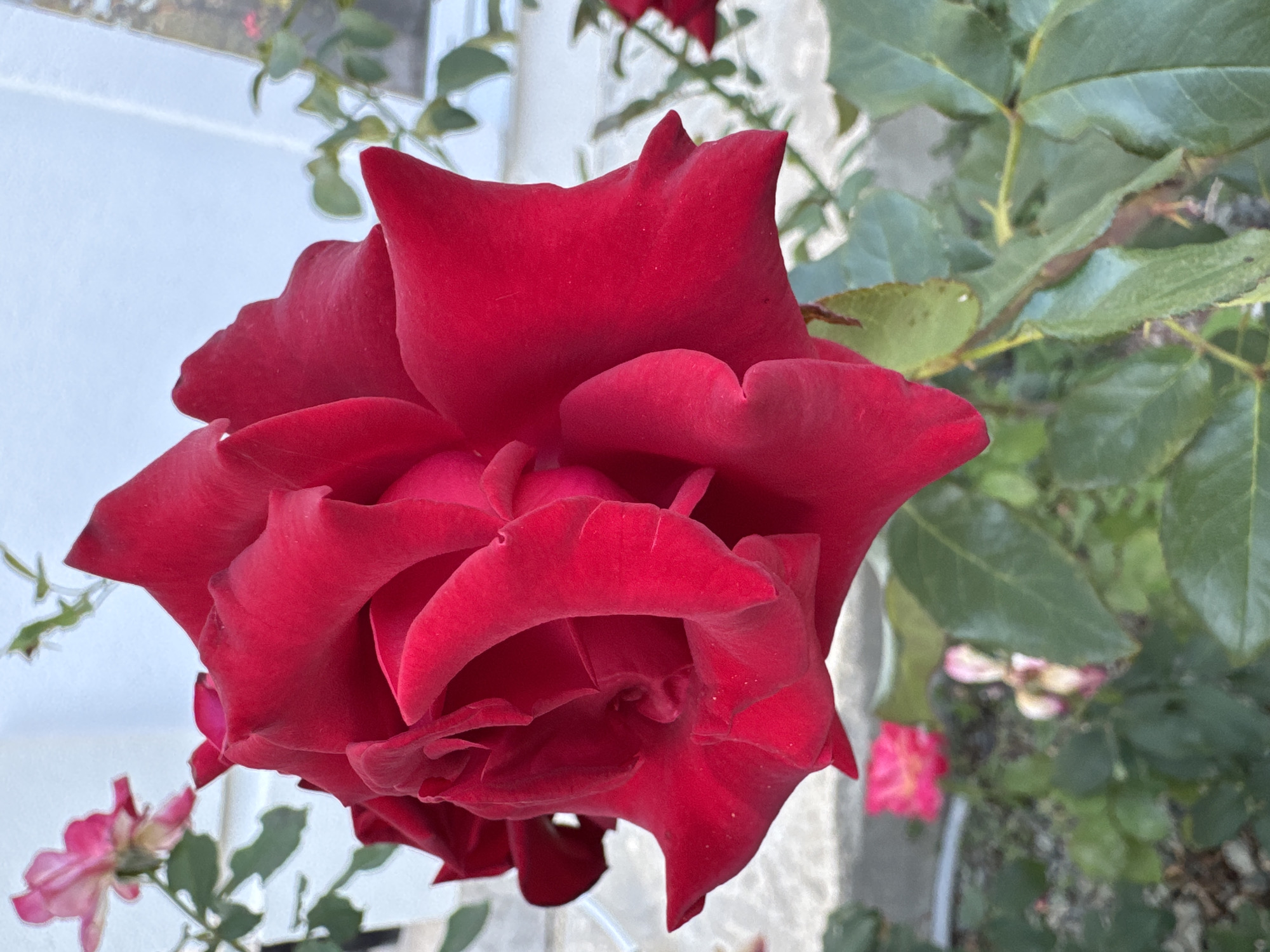 A close-up, eye-level shot captures a vibrant red rose in bloom, its petals unfurling in a spiral pattern against a softly blurred background. The rose is the dominant subject, taking up most of the frame. To the left and in the background, other roses, one a lighter pink, are out of focus. Green leaves and stems are visible, some with thorns. The environment appears to be an outdoor garden or natural setting. There are no people or animals in the image, and no discernible urban elements are clearly visible, making it impossible to determine the location within Uyutnoye, Ukraine, based solely on the visual information provided. The lighting suggests daytime.