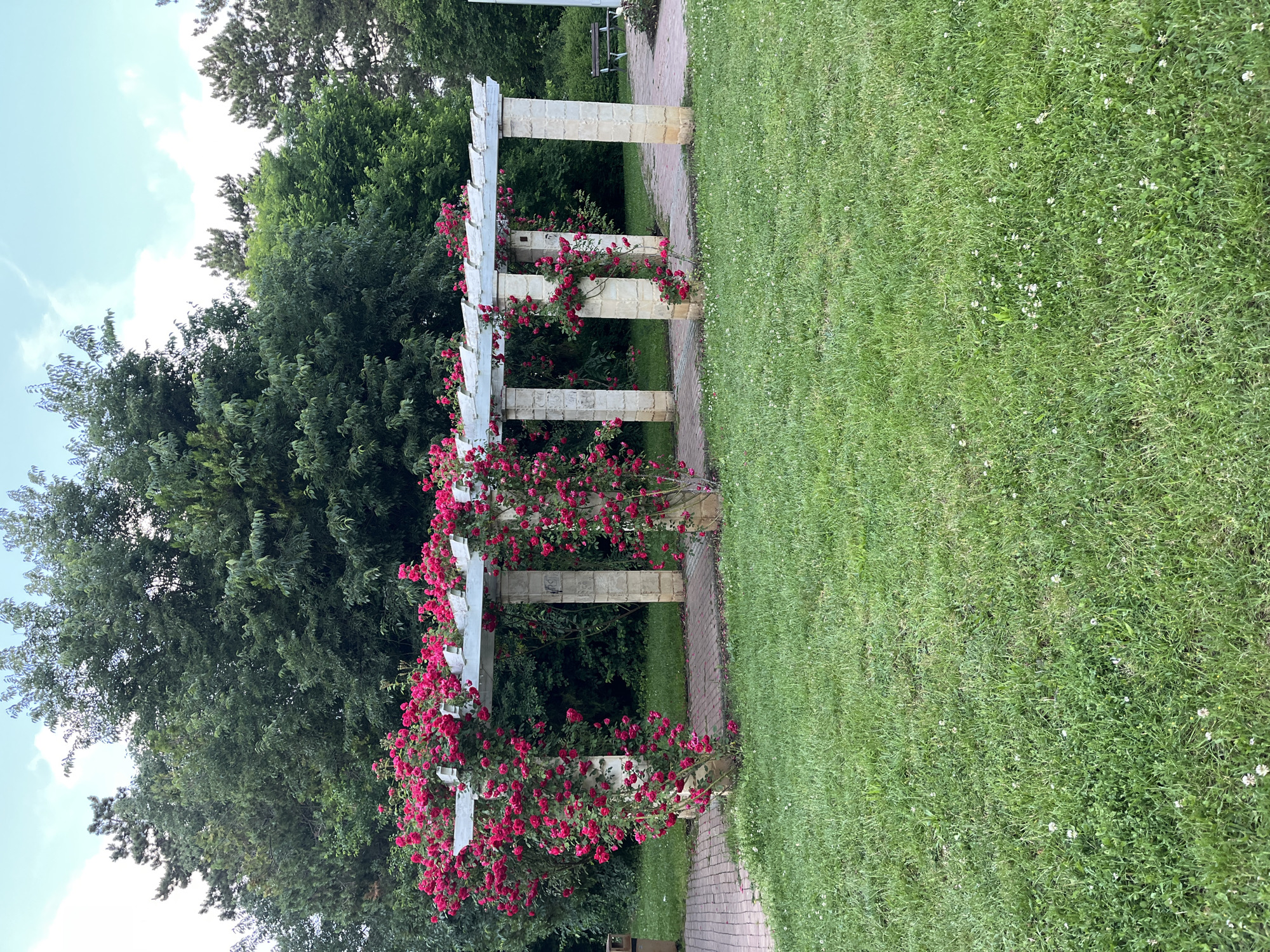 The image depicts a park scene in the city of Dobrich, Bulgaria, featuring a white pergola adorned with vibrant red roses. The pergola is constructed with stone pillars and a white wooden lattice structure, providing a floral archway. It is situated on a paved pathway made of reddish bricks. To the left of the pathway, a trash bin is visible. In front of the pergola, a lush green lawn is present, dotted with small white flowers, indicative of clover. Behind the pergola, a dense arrangement of trees forms a natural backdrop. The sky above is partly cloudy with a light blue hue. Further in the background, to the right of the pergola, a park bench is placed beside another paved area. The overall scene suggests a tranquil outdoor setting, possibly a botanical garden or a well-maintained public park.