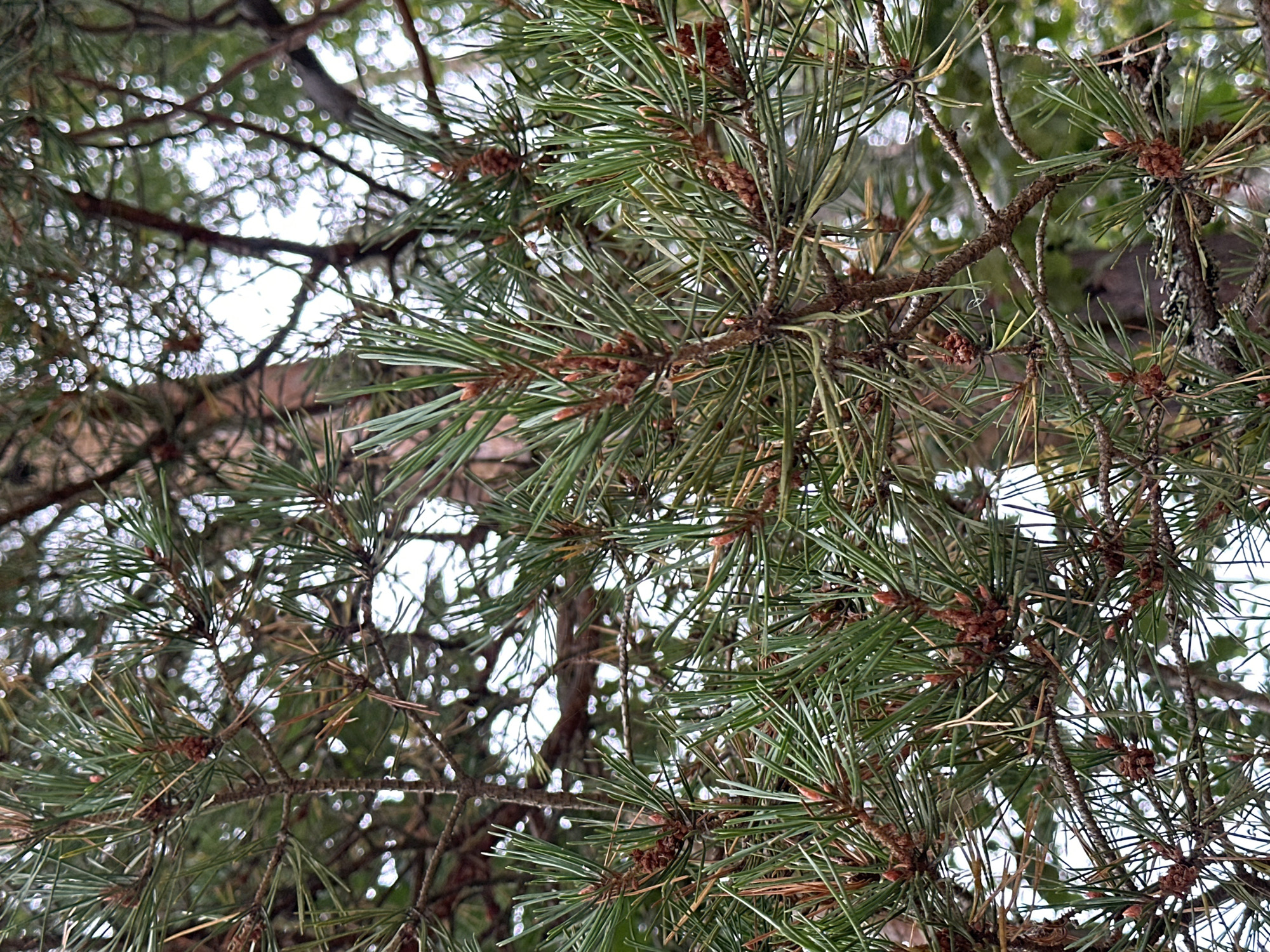 In this close-up, slightly out-of-focus photograph, evergreen pine needles and branches dominate the frame, creating a textured, organic pattern against a blurred background of sky and tree trunks. The pine needles are a vibrant green, appearing sharp and healthy, with some clusters showing small, reddish-brown pine cones or buds. The branches are a darker brown, gnarled and woody, intertwining to form a dense canopy. The background is a soft bokeh of white and green, suggesting dappled sunlight filtering through leaves or other trees. The overall impression is one of natural abundance and the intricate beauty of a forest environment. The photograph appears to be taken outdoors, likely in a wooded area, with no human presence or discernible urban elements.