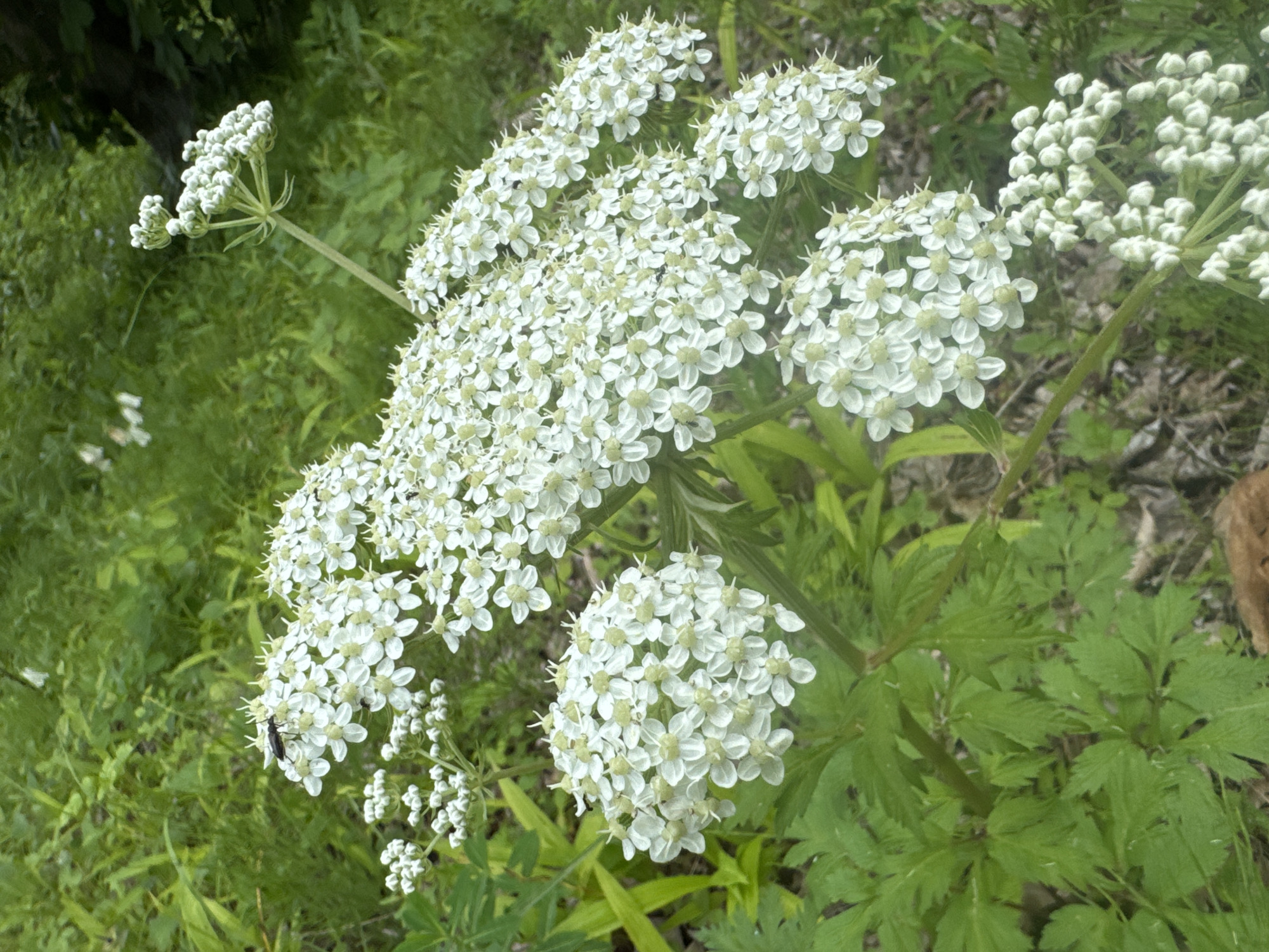 A close-up, eye-level shot captures a cluster of white Queen Anne's Lace flowers with intricate, delicate petals, blooming in a dense, green, natural environment. The flowers are predominantly featured in the foreground and midground, with some smaller clusters and unopened buds also visible. A small black insect is perched on one of the open flower heads. The background consists of lush green foliage and some blurred areas of dry leaves and soil, suggesting a woodland or meadow setting on Russky Island, Russia. The lighting is natural, with soft shadows indicating an overcast or diffused light condition. There are no people or man-made structures visible in the frame.