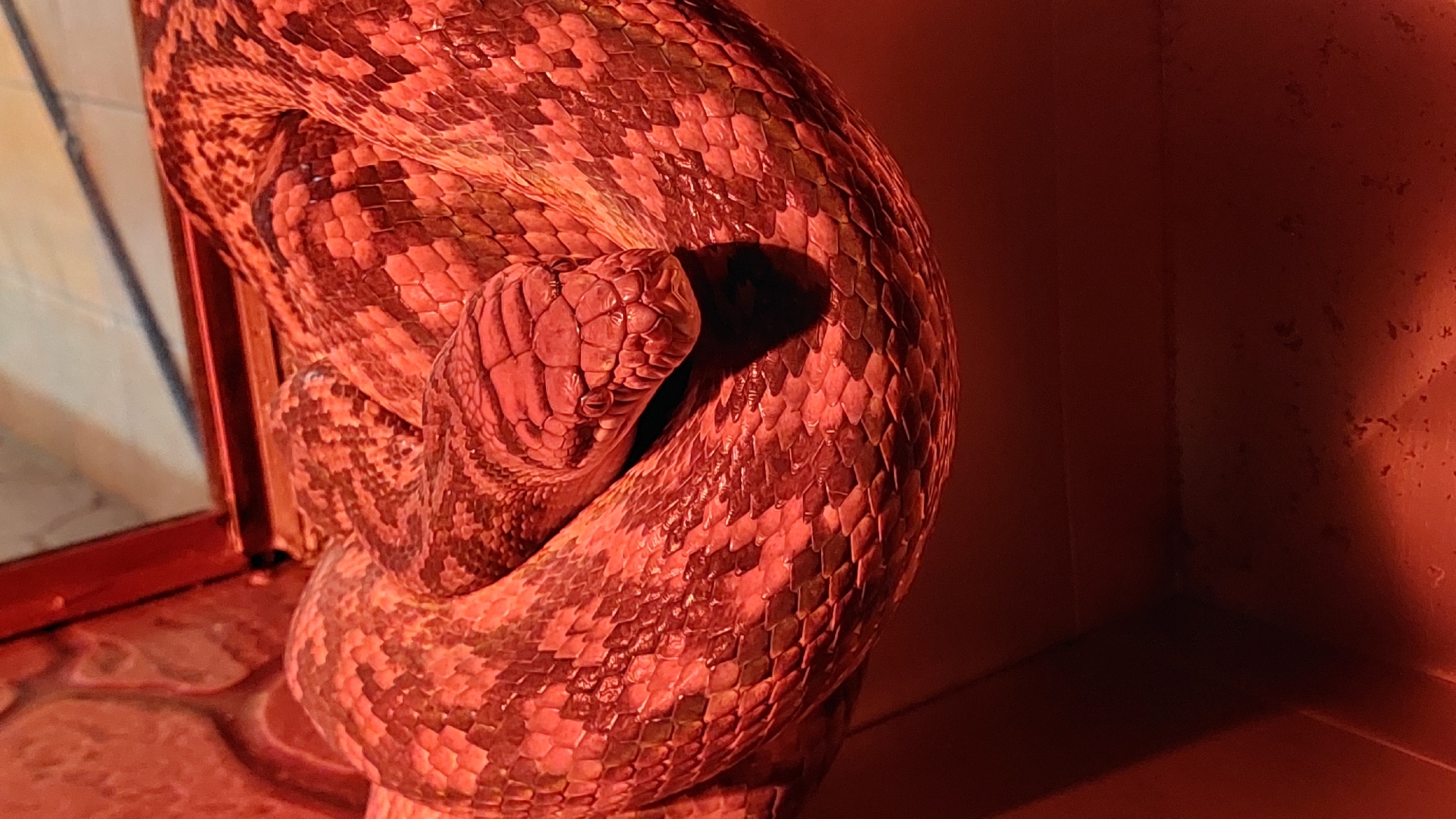 A close-up, vertical shot shows the head and coiled body of a python. The snake's scales are visible in detail, displaying a pattern of brown and reddish-orange markings. The snake is illuminated by a red light, which casts shadows and enhances the colors. The background is blurred and appears to be the interior of an enclosure with a red-tinted glass or plastic lid. The scene is devoid of any human presence or activity.