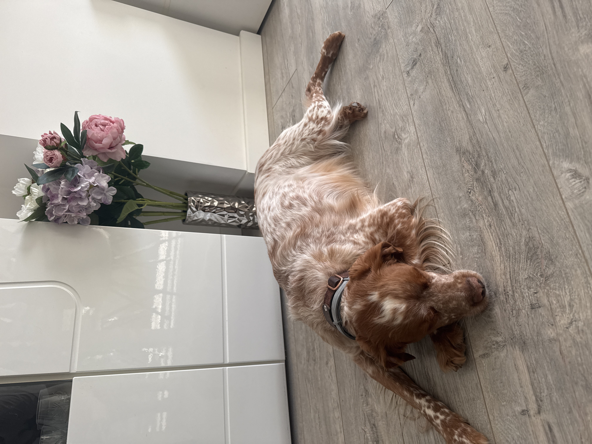 A medium shot captures a dog, seemingly an English Setter, lying on a light-colored, wood-patterned floor. The dog is light brown and white with a brown collar. A bouquet of artificial flowers in shades of pink, white, and purple sits in a vase on top of a white cabinet to the left of the dog. The exact location in Sofia, Bulgaria, is indeterminable based on the visual information provided.