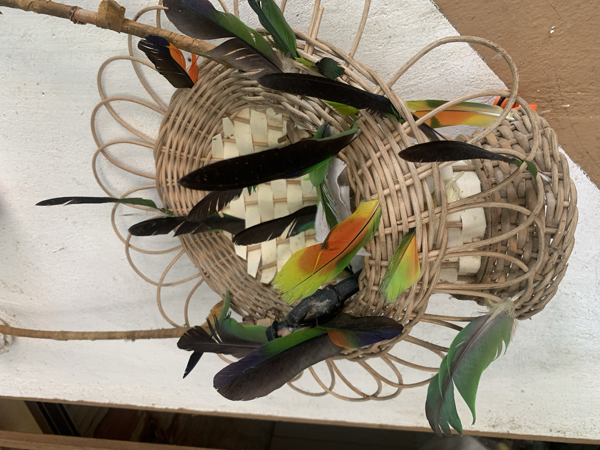 This image presents a decorative arrangement composed of two interconnected, circular structures made of light-colored woven wicker, adorned with numerous colorful bird feathers. The view is from an overhead or high-angle perspective, against a textured, light-colored background, likely a wall or ceiling.
The wicker elements are intricately woven from natural fibers, resembling shallow, open baskets or decorative frames. One circular piece is slightly larger and partially overlaps another. Within the central opening of one wicker piece, a section of lighter, perhaps woven, material is visible.
A dense array of bird feathers is integrated into and around the wickerwork. These feathers exhibit a rich palette of colors, including deep black, various greens (from dark forest green to bright lime), blues, oranges, and yellows. Many feathers feature striking color gradients, transitioning from darker bases to vivid tips. Their placement appears organic, with feathers protruding in various directions and nestled within the wicker weaves.
A natural wooden stick or branch runs horizontally across the upper left portion of the image, appearing to be part of the arrangement or nearby. The surface beneath the object shows a distinct division between a white area and a reddish-brown area, possibly indicating different floor or ground materials.
No people are present, and no activity is depicted; the image captures a static, decorative object. The lighting is bright and even, offering no clues about the time of day or specific weather. There is no visible text. The use of natural materials and bird feathers, within the context of Santa Ana, Venezuela, suggests this could be an example of local craft, folk art, or a cultural artifact.