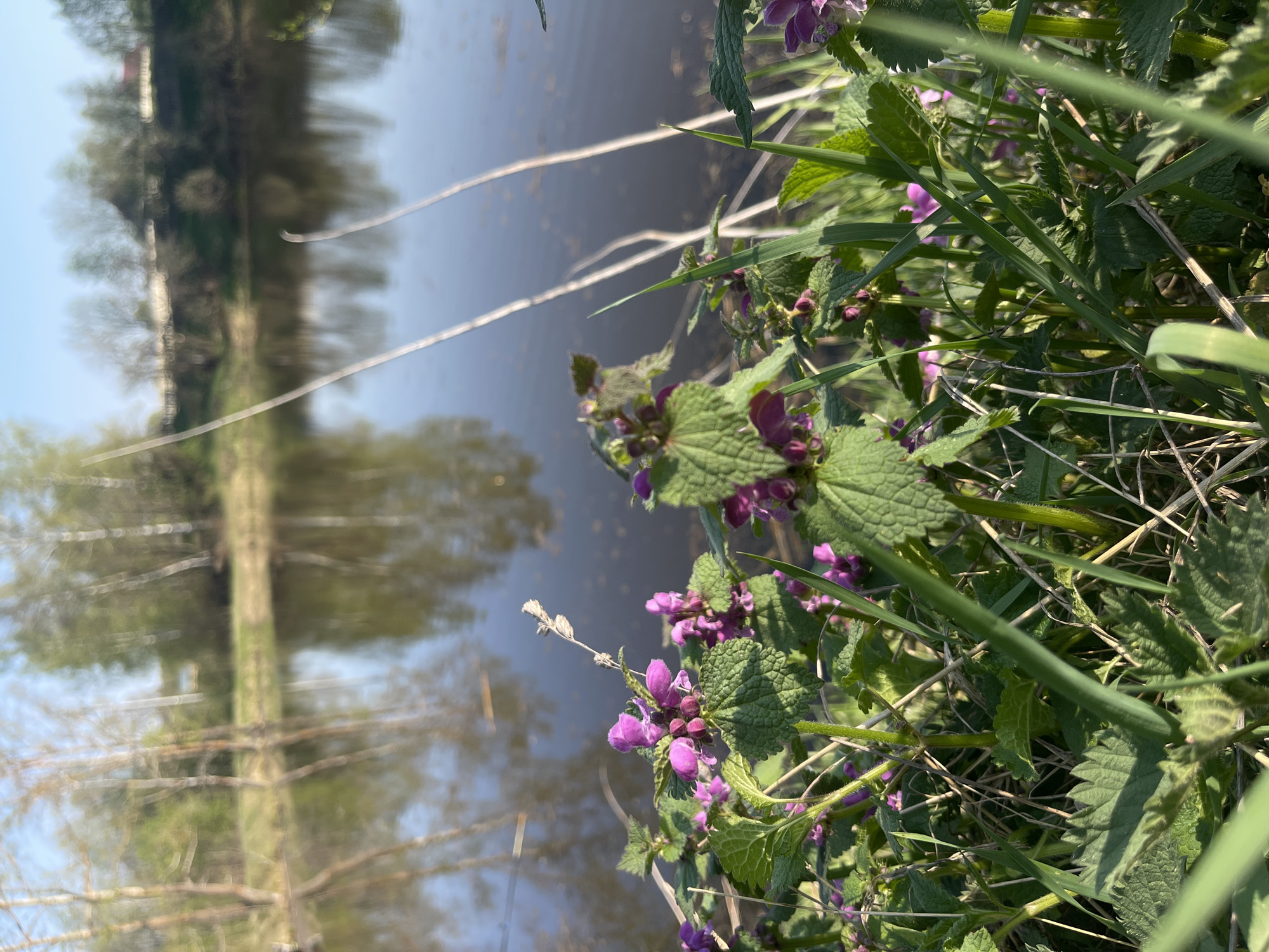 The image presents a view of a body of water, possibly a pond or lake, located in Zhigalki, Russia, as indicated by the prompt. The water reflects the image of trees and sky, suggesting a calm, sunny day. In the foreground, there are patches of green vegetation, including grass and flowering plants with purple blossoms, situated along the edge of the water. The overall scene evokes a natural, serene environment within Zhigalki.