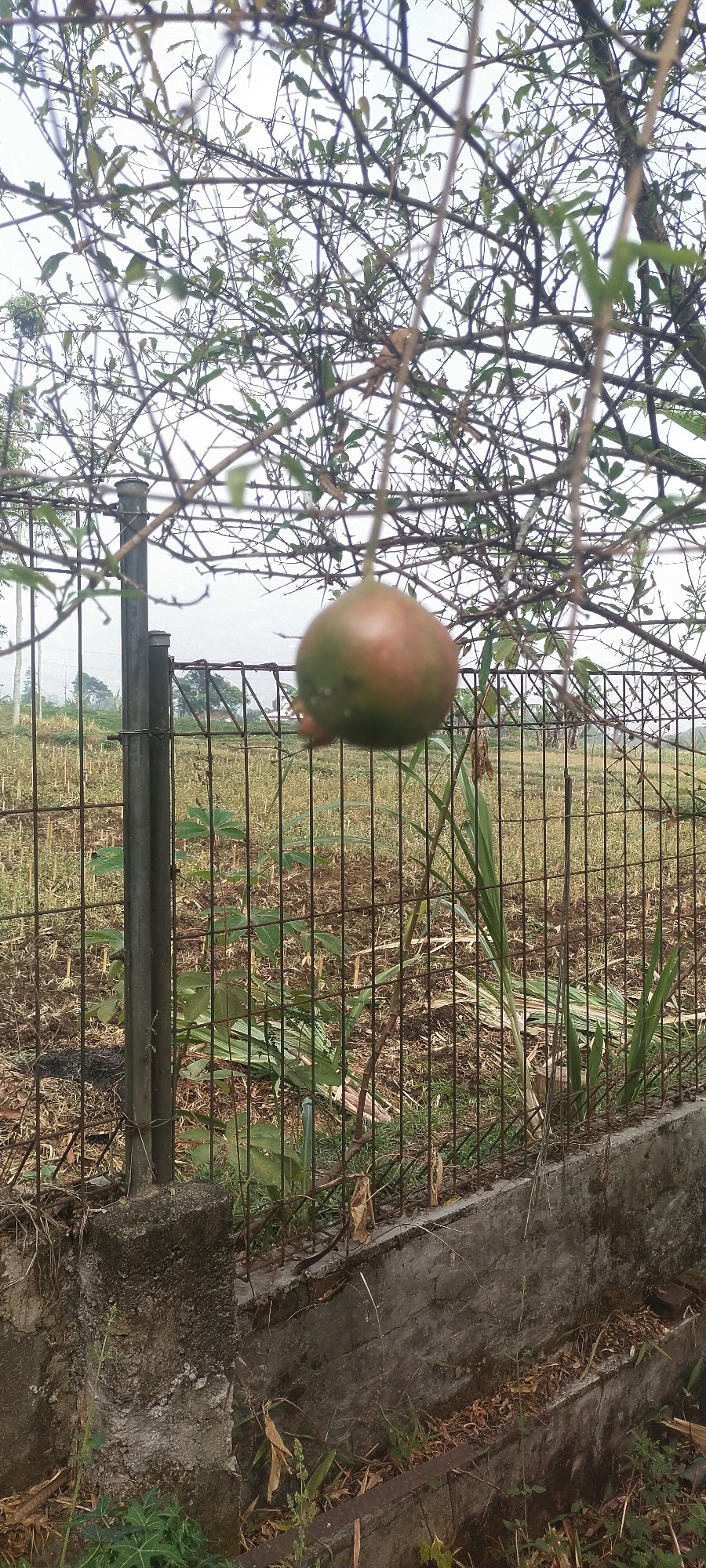 A single unripe pomegranate hangs from a tree branch in the foreground. The pomegranate is round with a slightly reddish-green hue. It is suspended by a thin stem, with more bare branches and sparse green leaves filling the upper portion of the image. Behind the tree and the fruit, a wire mesh fence runs horizontally across the frame. Beyond the fence, a field of dry, harvested stalks is visible, with some green vegetation growing in patches. The sky is overcast and light. In the far background, there are faint indications of trees and possibly buildings, suggesting a rural or semi-rural setting outside of the city of Pasirhuni, Indonesia. The foreground also features a concrete structure and some green plants near the base of the fence.