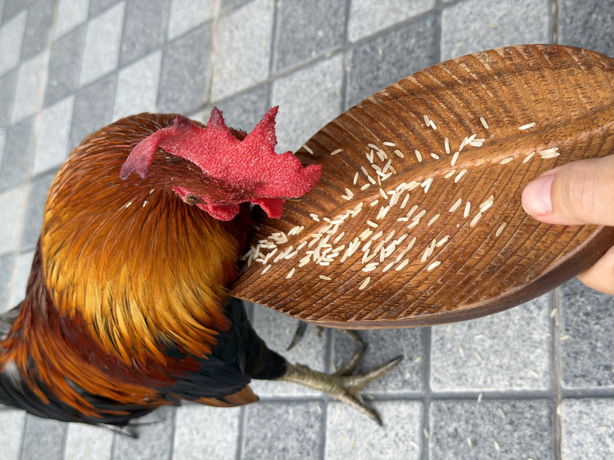 A rooster with orange and black feathers is eating rice from a wooden dish held by a person's hand. The dish is shaped like a leaf and has carvings on it. The rooster's red comb is visible. The ground is paved with grey square tiles. The scene appears to be outdoors, possibly in a courtyard or public space. The overall setting does not provide specific indicators to confirm the location as Ko Samui District, Thailand.
