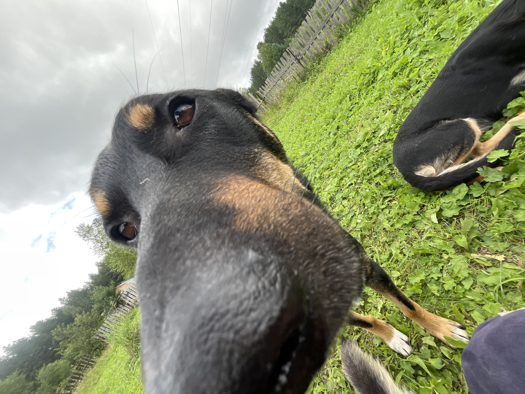 The image is a close-up, low-angle shot of a black and tan dog's face in a grassy outdoor area. The dog's snout fills a large portion of the frame, with its brown eye visible in the upper right quadrant. Behind the dog, a wooden fence runs horizontally across the mid-ground, separating a lush green lawn from a line of trees. The sky above is overcast and cloudy. Another dog, mostly obscured, is lying on the grass in the lower right of the frame. The scene appears to be a rural or semi-rural setting. The location is not specified in the image, and therefore, cannot be identified as Nizhny Tagil, Russia.
