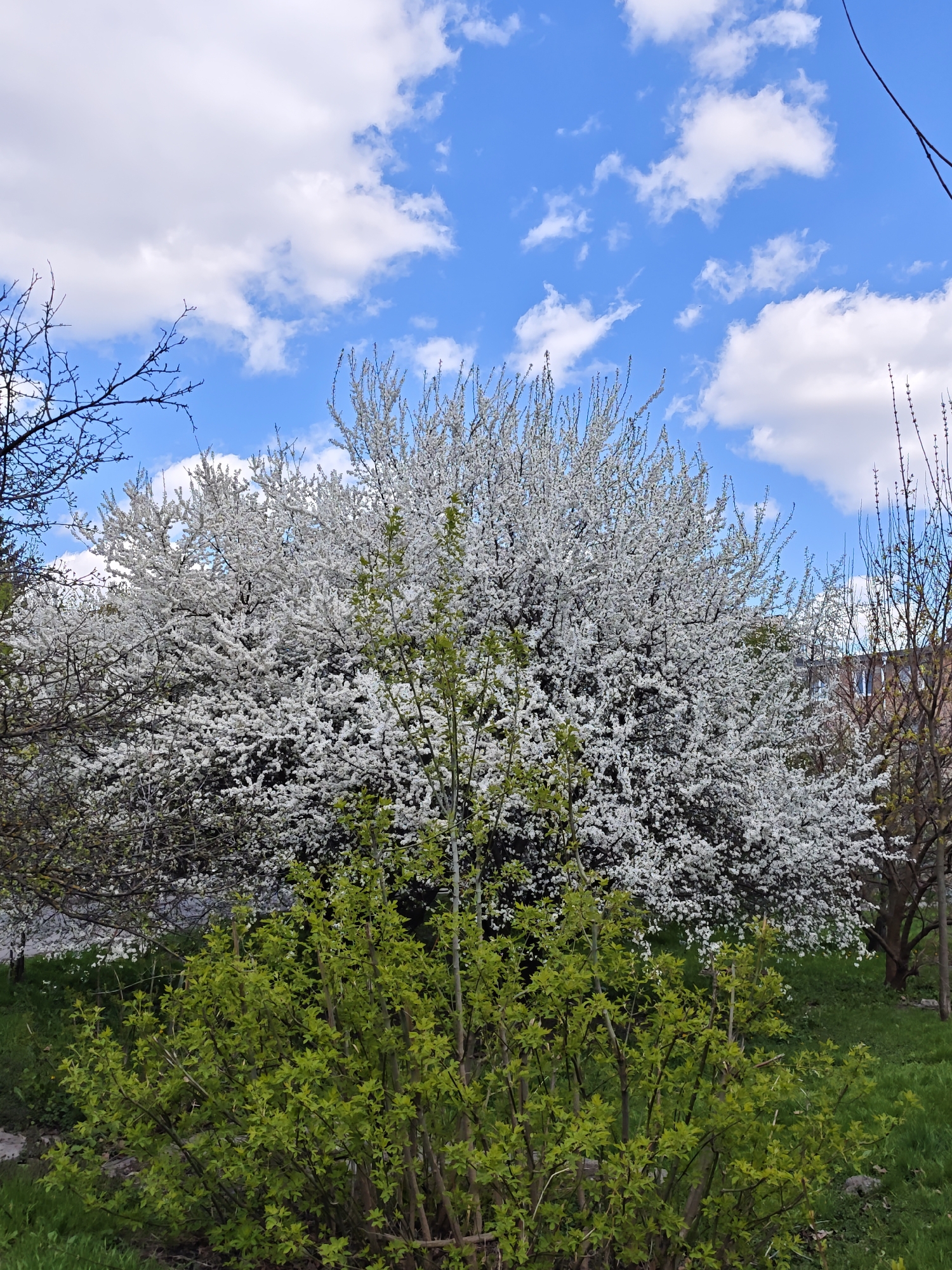 The image captures a view of blooming trees in Vinnytsia, Ukraine, against a backdrop of a blue sky with scattered white clouds. The primary subject is a large tree densely covered in white blossoms. In the foreground, a bush with bright green foliage stands. The scene is set in a grassy area, with glimpses of other trees and a building in the background. The sky is visible above the trees.