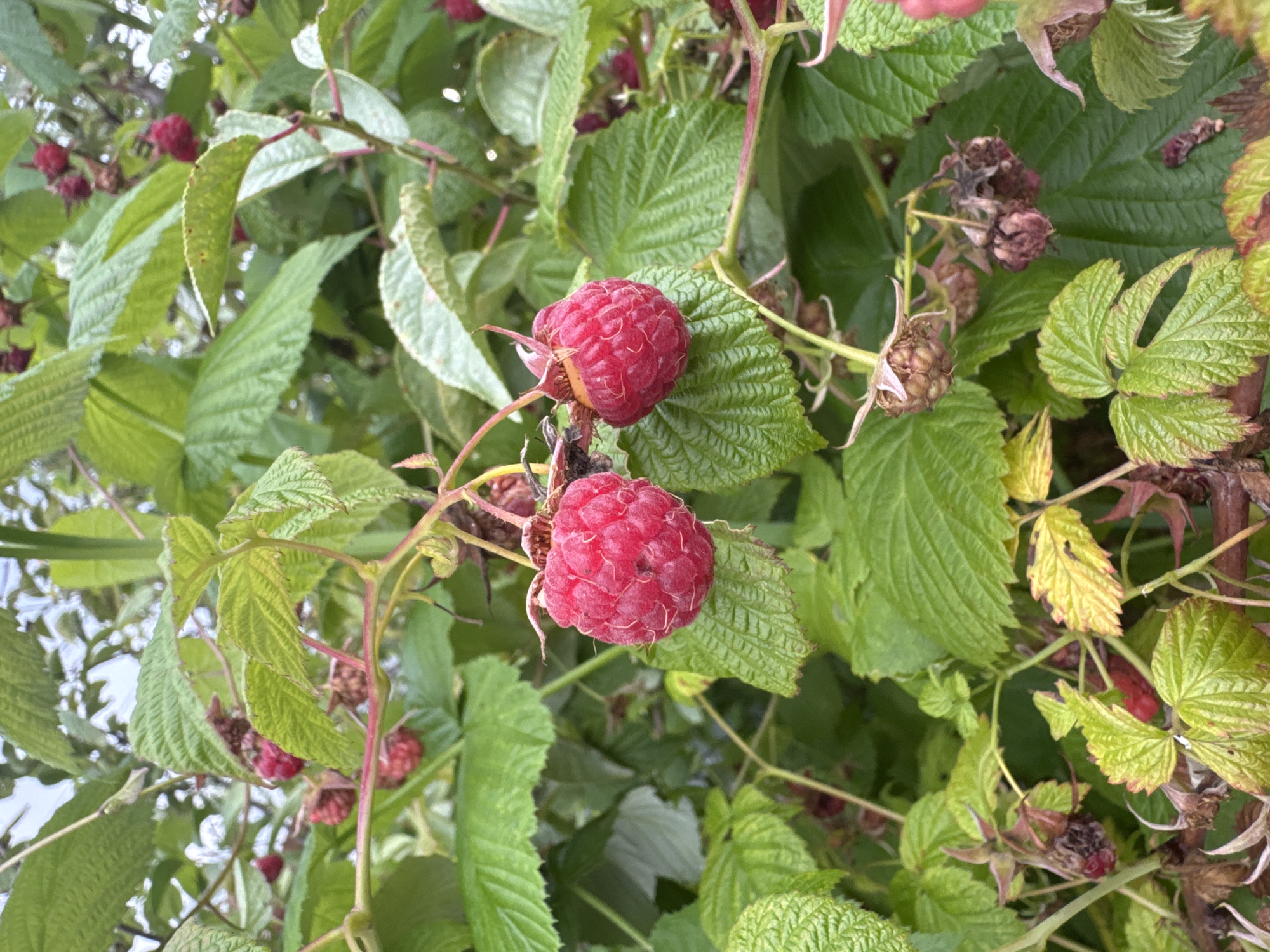 The image shows a close-up view of raspberry bushes laden with ripe red raspberries and green leaves. Some dried, shriveled raspberries are also visible on the branches. The scene is dominated by the vibrant red of the berries and the lush green of the foliage. The focus is on the fruit and leaves, suggesting a natural, outdoor setting. The lighting appears to be natural daylight, possibly overcast, given the soft illumination and lack of harsh shadows. There are no people or specific objects, just the plants themselves. The activity is the natural process of fruit ripening and decay. The location is implied to be Dubna, Russia. No text is visible in the image.