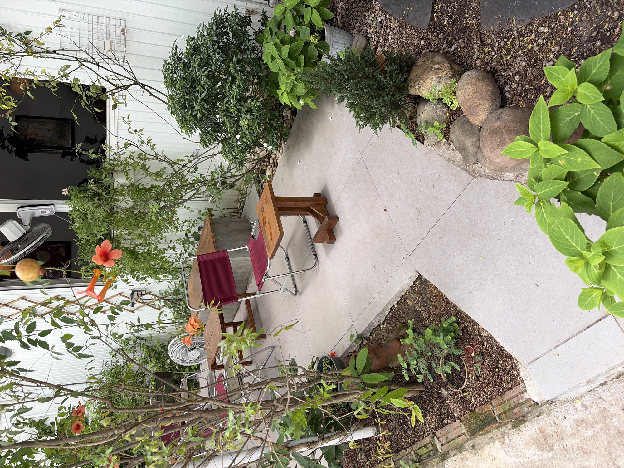 This image depicts a quaint outdoor seating area adjacent to a building, likely a cafe or restaurant, in the city of Da Nang, Vietnam. The scene is characterized by lush greenery and a relaxed ambiance.
In the foreground, a small, evergreen shrub is nestled amongst several large, smooth river stones. The stones vary in size and color, with some appearing a reddish-brown and others a grayish-brown. To the right of the shrub and stones, a section of dark, textured paving is visible.
The midground reveals a paved patio area made of light-colored rectangular tiles. This area is furnished with two wooden tables and two folding chairs with dark red fabric seats and backs. One chair is positioned at a small, square-shaped side table, while the other is closer to a larger rectangular table. Behind the tables, a large white wall of the building serves as a backdrop, with a metal lattice structure attached to it.
The background is dominated by an abundance of plants. Various trees and shrubs are visible, with some vines cascading down from above. Bright orange trumpet-shaped flowers add a splash of color to the scene, along with other small, delicate white flowers. A large white oscillating fan is mounted on the wall near the top of the image. There is also a small, round fruit hanging from a vine.
The overall impression is that of an inviting, green oasis, likely designed for outdoor relaxation and dining. The setting suggests a warm, tropical climate.