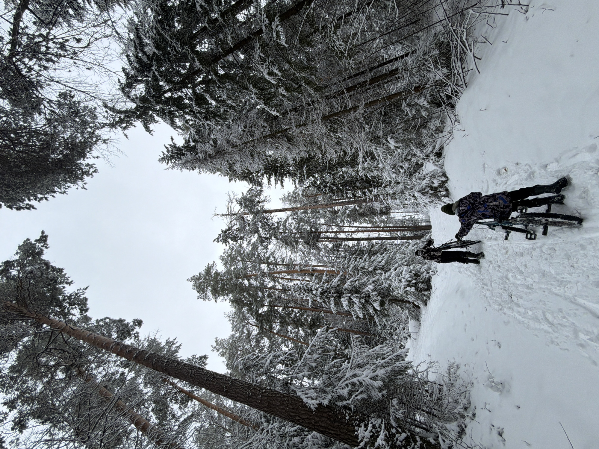 Two people, one taller than the other, are standing in the snow with bicycles in a forest. The forest is likely located near Chaikovsky, Russia, as that is where the image was taken. The trees are covered in snow. The sky is overcast. The people are wearing winter clothing. It appears they are about to walk with the bicycles.