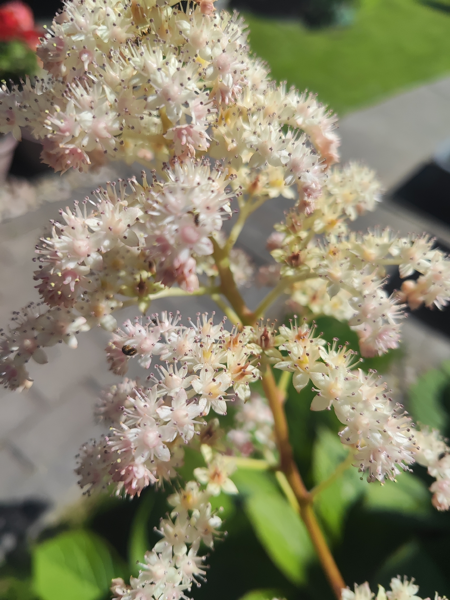 A close-up, eye-level shot captures a cluster of delicate, white flowers with pinkish undertones, set against a blurred background of green foliage and a paved area. The flowers, small and star-shaped, are densely packed on thin stems, with visible stamens tipped in dark purple. Sunlight highlights the textures and intricacies of the blooms, casting subtle shadows. The environment suggests an outdoor setting, possibly a garden or park, in Gvardeysk, Russia, with the paving stones indicating a pathway or patio. No people or specific actions are evident, focusing solely on the botanical subject and its immediate surroundings.