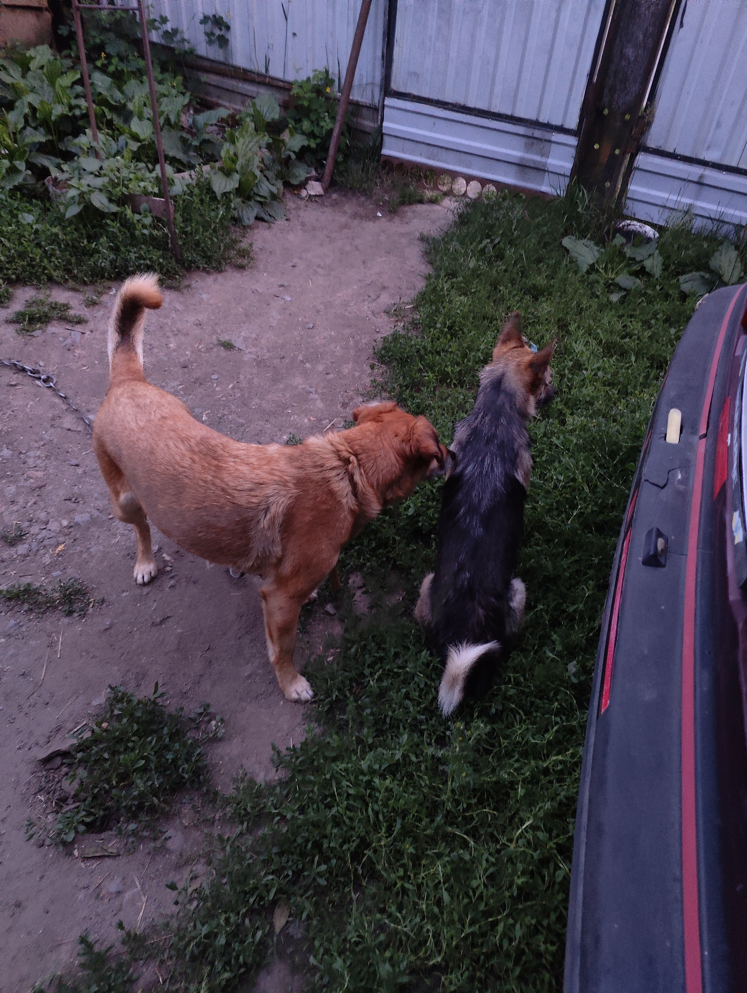 Two dogs are in a yard. One is a reddish-brown dog standing on a dirt path, facing a black and tan dog. The second dog is sitting on a patch of grass, facing away from the camera. In the background, there is a metal fence and some greenery. To the right of the frame, part of a dark-colored vehicle is visible. The scene appears to be outdoors in a residential area, possibly in Yarmolyntsi, Ukraine.