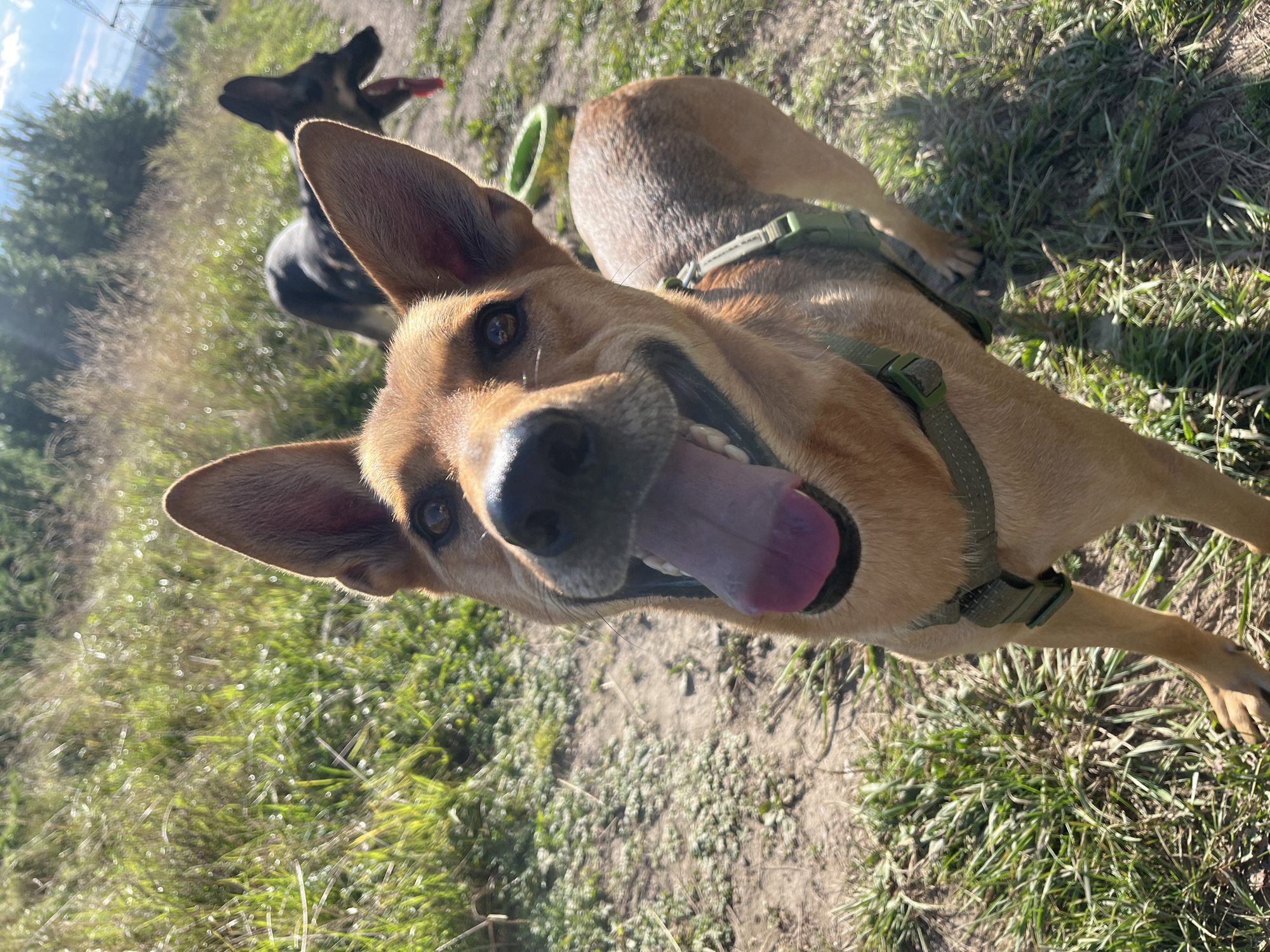 The image shows a brown dog with large ears and its tongue hanging out, wearing a green harness, looking directly at the camera. The dog is in an outdoor setting with grass and dirt. In the background, another dog, a black German Shepherd, is visible with its tongue out. There is a green bowl on the ground to the right of the foreground dog. The environment suggests a park or a grassy outdoor area. There is no indication of the location being Nizhny Tagil, Russia.