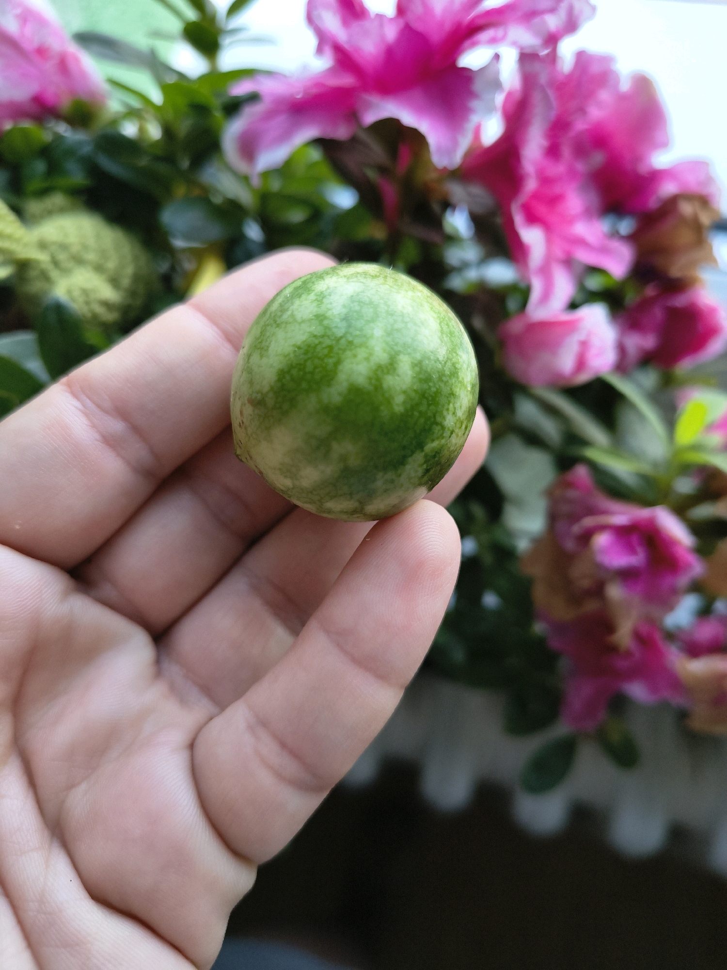 A human hand is holding a small, round, green and white striped fruit or vegetable. The background is blurred but shows pink flowers and green foliage. The scene is brightly lit, likely outdoors or near a window. The image composition suggests a close-up focus on the fruit and hand. There is no discernible location in Olomouc, Czechia.