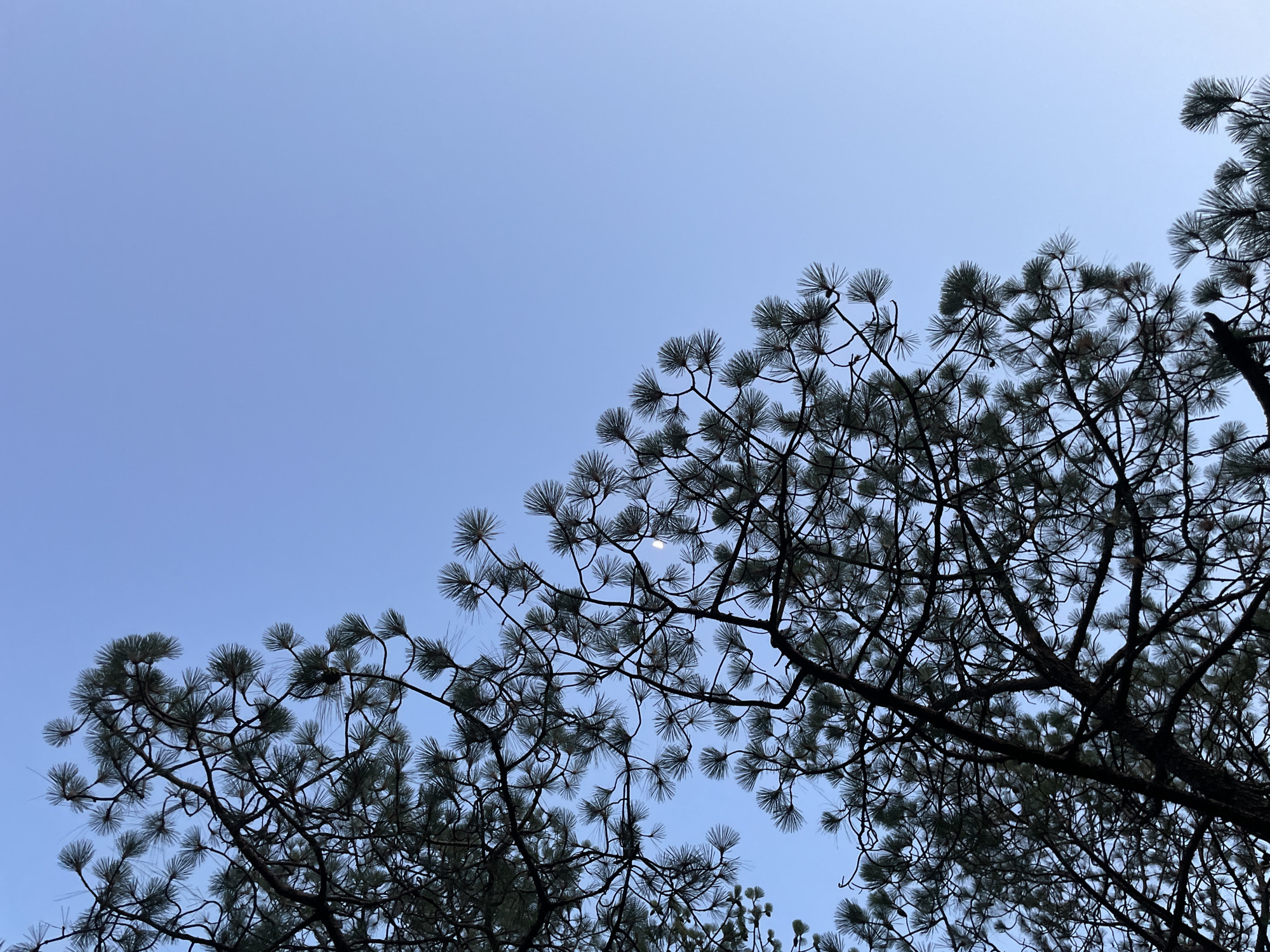 The image depicts a view looking up into the sky, partially obscured by tree branches. The sky is a light blue color. The tree branches are dark and silhouetted against the sky, with clusters of pine needles visible on the branches. A sliver of what appears to be the moon is visible through the branches. There is no information available to determine the location as Barahamtheru, India.