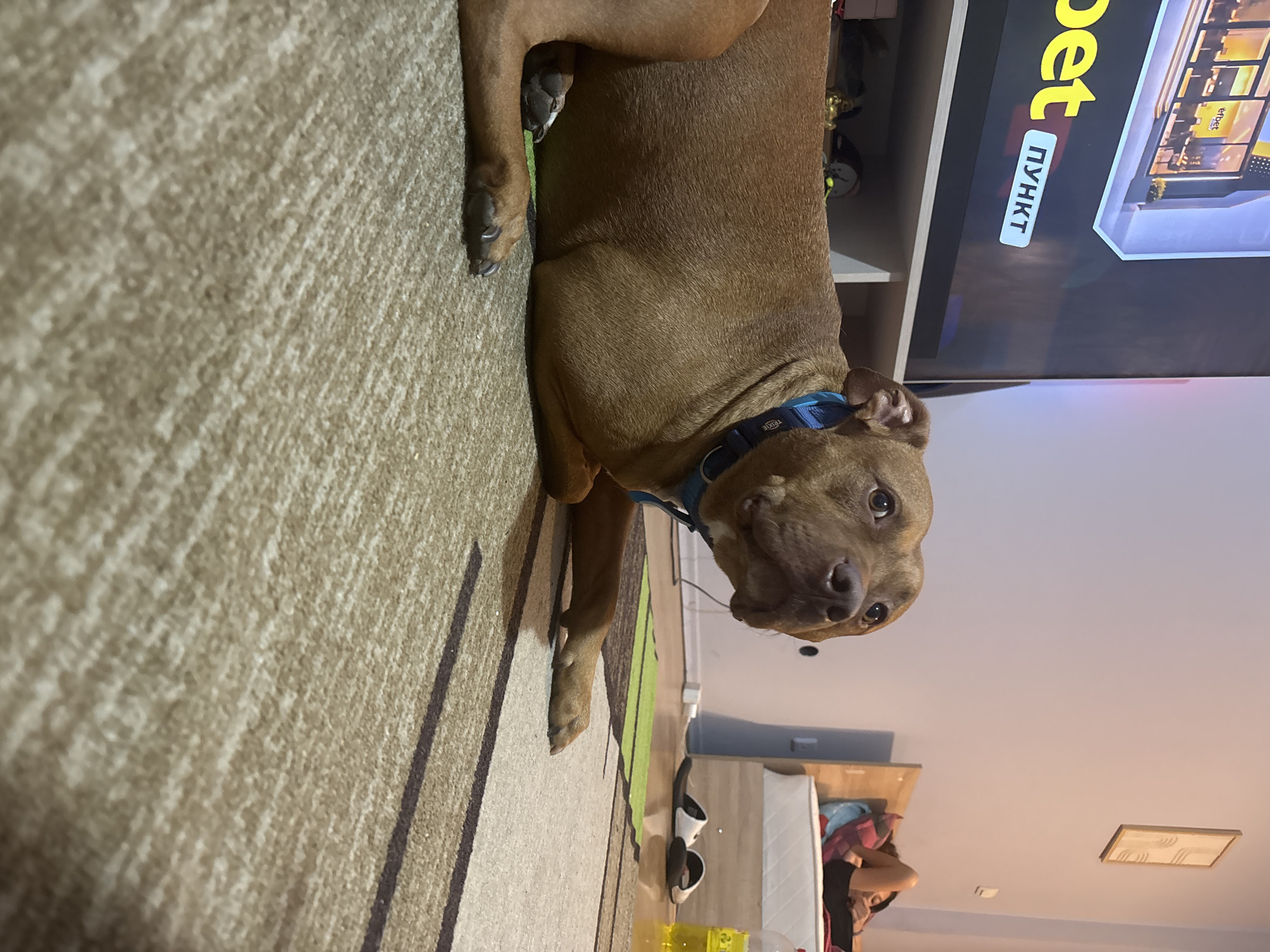 The image depicts an indoor scene, likely a living room, with a brown pit bull dog in the foreground. The dog is lying down on a patterned rug, with its head turned to the right, looking upwards. A blue collar with "Trixie" written on it is visible around its neck. In the background, a large television screen displays an advertisement with text in yellow and white, including "efbet" and "ПУНКТ" (which translates to "Point" in Bulgarian). To the right of the television, a white shelf unit is partially visible. Further in the background, a person is lying on a bed with a wooden headboard. The room is lit by artificial light, casting shadows and highlighting the textures of the rug and the dog's fur. The environment appears to be a residential setting within Sofia, Bulgaria.