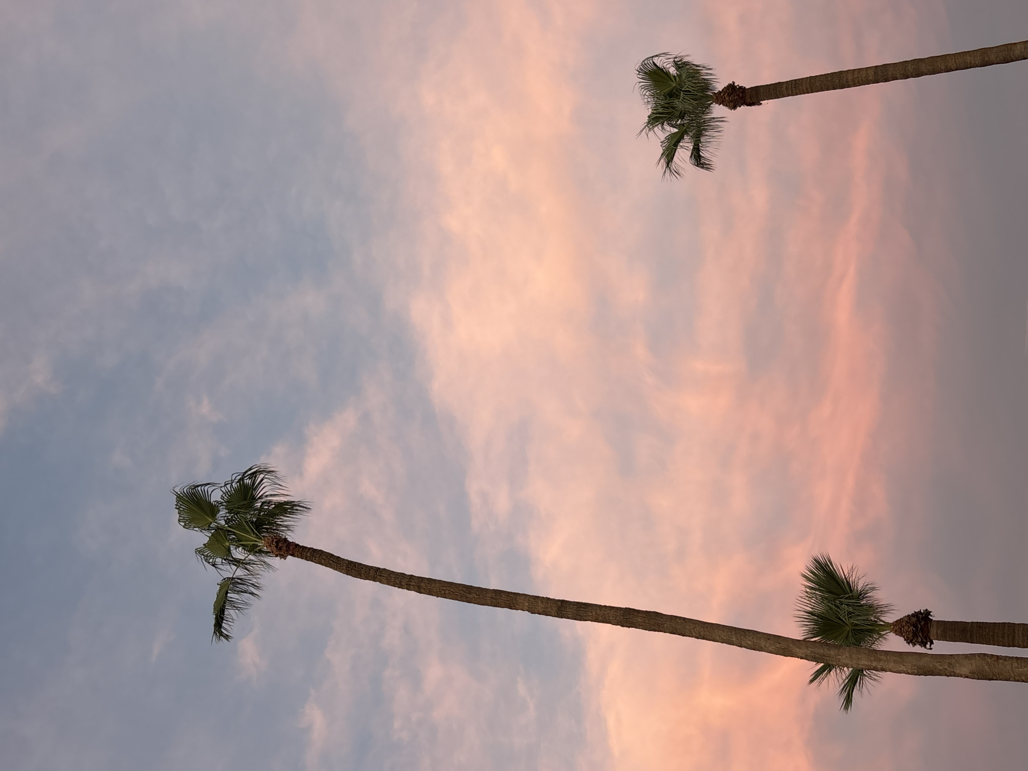 Three palm trees are silhouetted against a soft pink and blue sky at sunset in Phoenix, Arizona. The sky is filled with wispy clouds that are illuminated by the setting sun, creating a vibrant gradient of colors. The palm trees vary in height and their fronds are spread out, reaching towards the sky. The foreground of the image is dark, suggesting it was taken from ground level. The overall scene evokes a serene and tropical atmosphere.