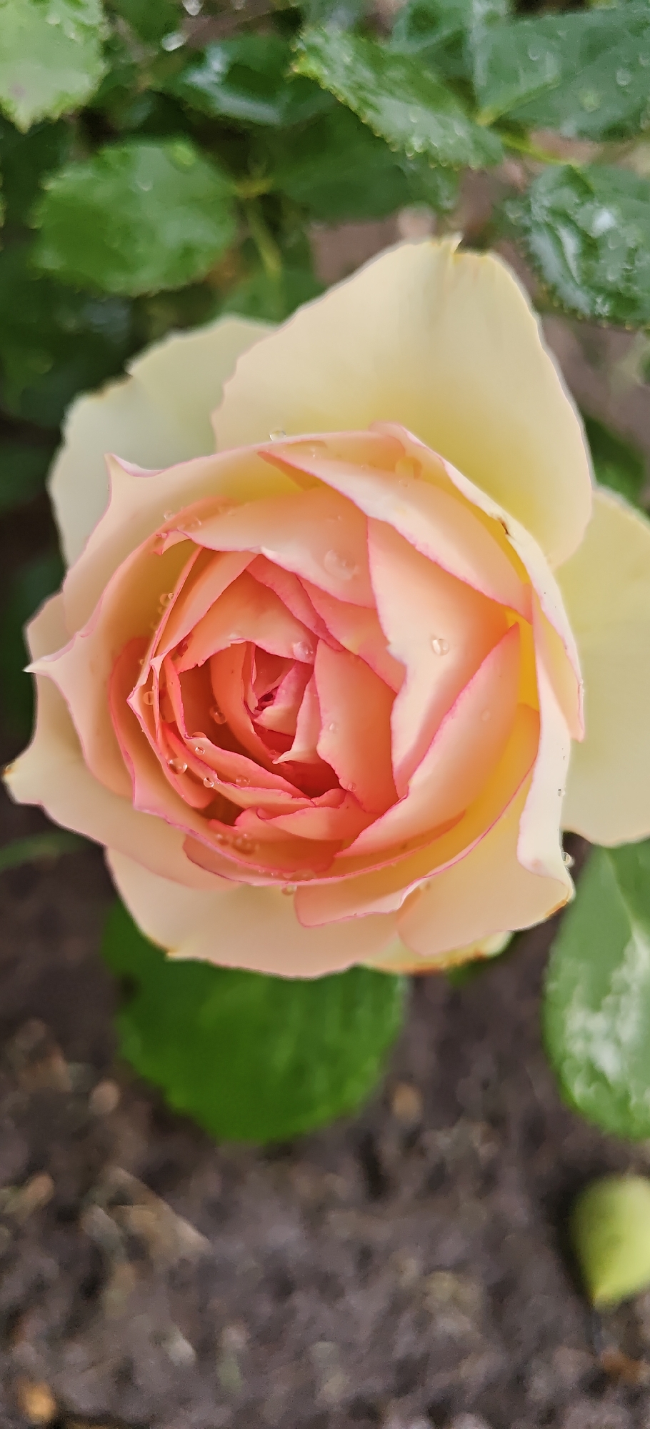 A close-up, overhead shot captures a rose in bloom, its petals a gradient of soft yellow at the edges transitioning to a delicate peachy-pink at the center. Dewdrops glisten on the petals, highlighting their velvety texture. The rose is set against a backdrop of blurred green leaves and dark, moist soil, suggesting a garden setting. The overall impression is one of natural beauty and freshness. The image is entirely focused on the rose, with the surrounding elements providing a soft, unfocused context.