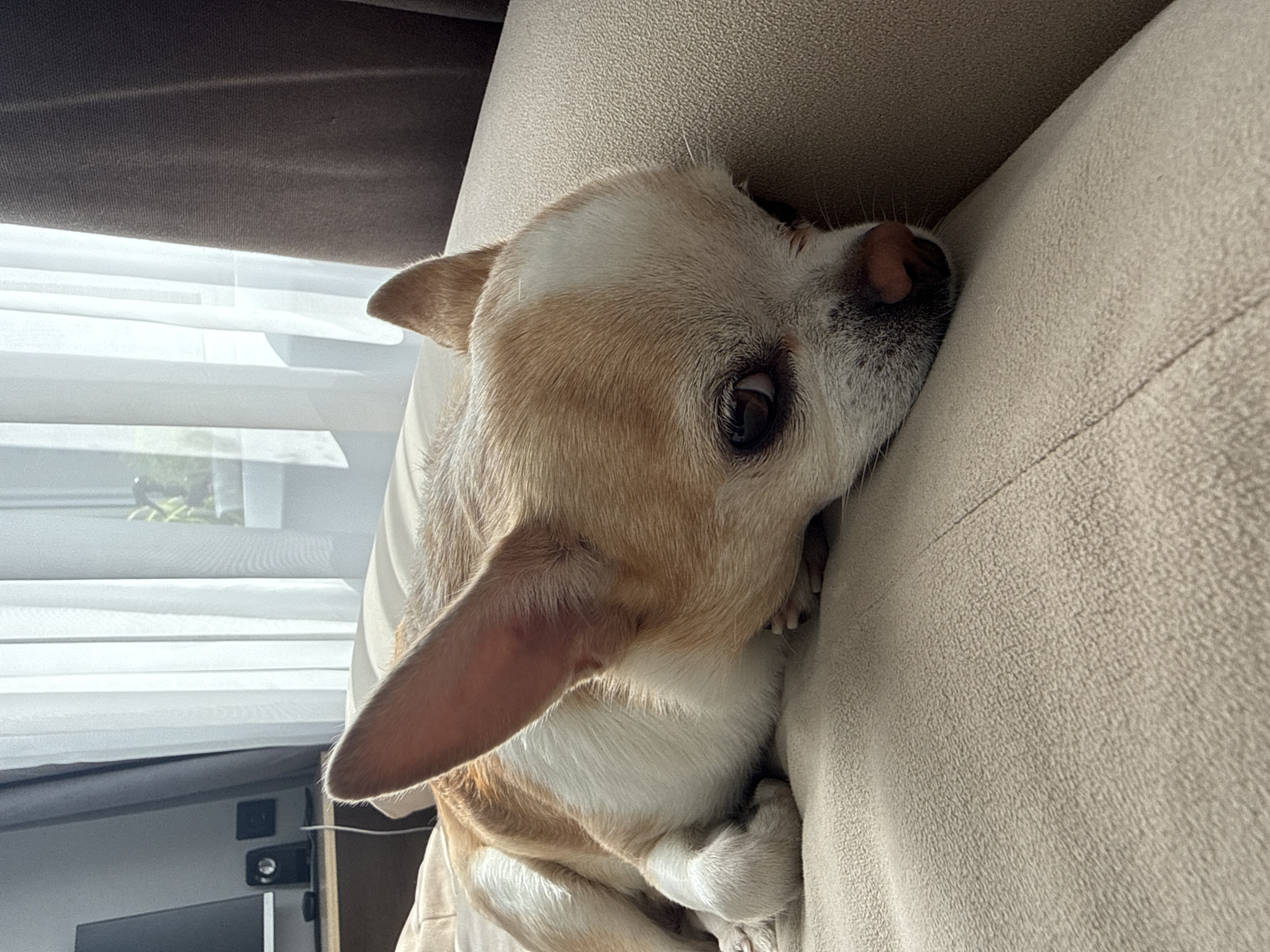 A tan and white Chihuahua-type dog is lying on a beige couch. The dog is curled up and resting its head on the back of the couch. Part of a window with blinds and a television are visible in the background. The location is indoors.
