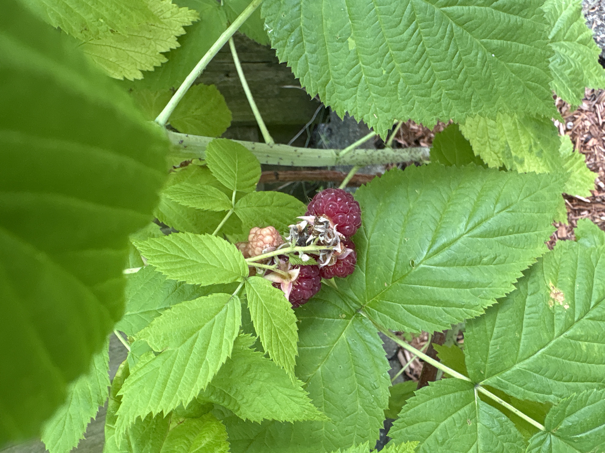 The image displays a close-up view of several ripe red raspberries and some unripe pink raspberries on a green leafy bush. The raspberries are clustered together on a thin stem, with some of the berries showing signs of decay or insect damage. The leaves of the bush are a vibrant green, with serrated edges and visible veins. The background is blurred, showing a wooden fence and some mulch on the ground. The scene is set outdoors in a garden.