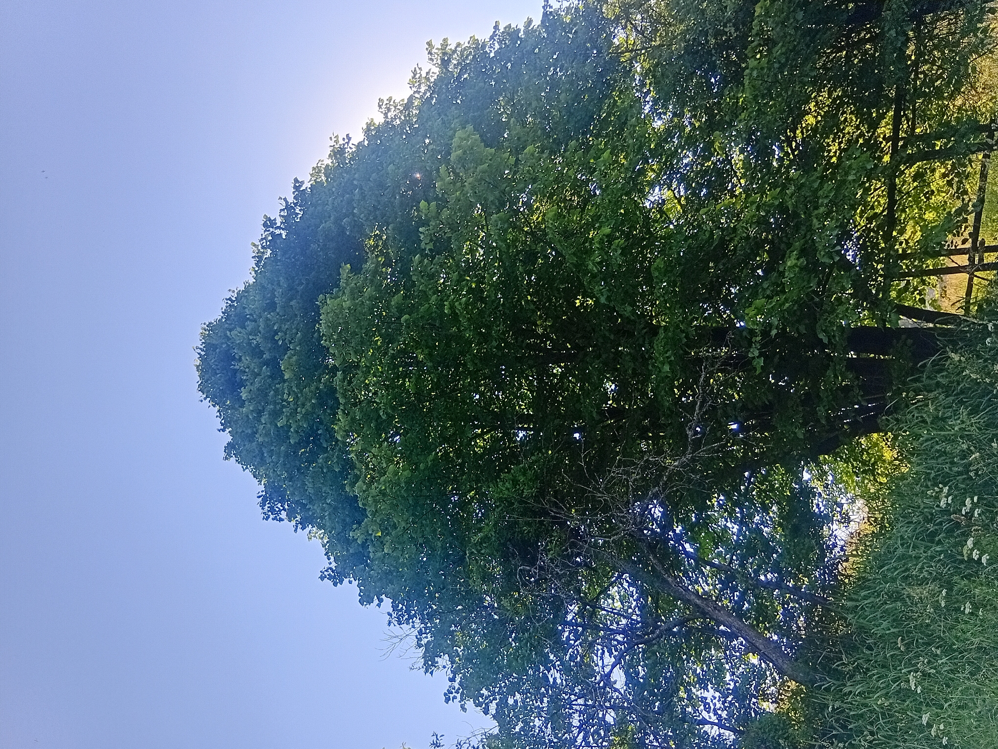 A wide-angle, low-angle shot captures a large, lush green tree dominating the frame against a clear blue sky. The sun is visible behind the upper right portion of the tree, creating a bright glare and casting dappled light through the leaves. The lower portion of the image shows tall green grass with some white wildflowers. A rustic wooden fence or structure is partially visible in the lower right behind the grass and trees. The image appears to be taken outdoors in a natural setting, possibly in Verkhniachka, Ukraine, given the context provided. There are no people or animals visible in the image.