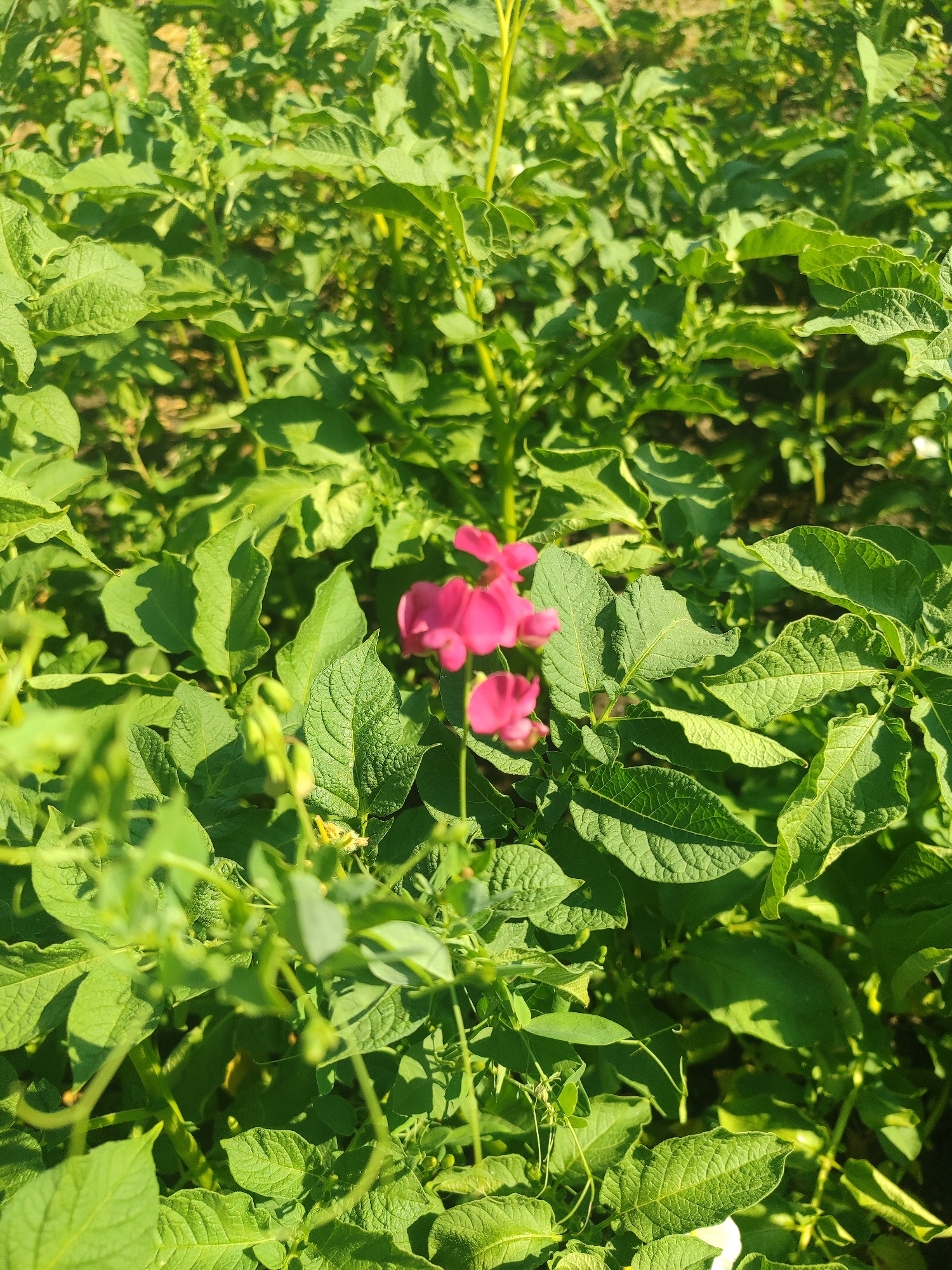 The image shows a close-up view of lush green foliage, likely potato plants, with a small cluster of vibrant pink flowers visible towards the center. The leaves are broad and textured, with sunlight casting shadows and highlighting their veins. The background is a blur of more greenery and hints of dark soil, suggesting an outdoor agricultural setting. The overall impression is one of a sunny day in a field or garden. There are no people or visible animals in the frame. The scene is located in Novosamarka, Ukraine.