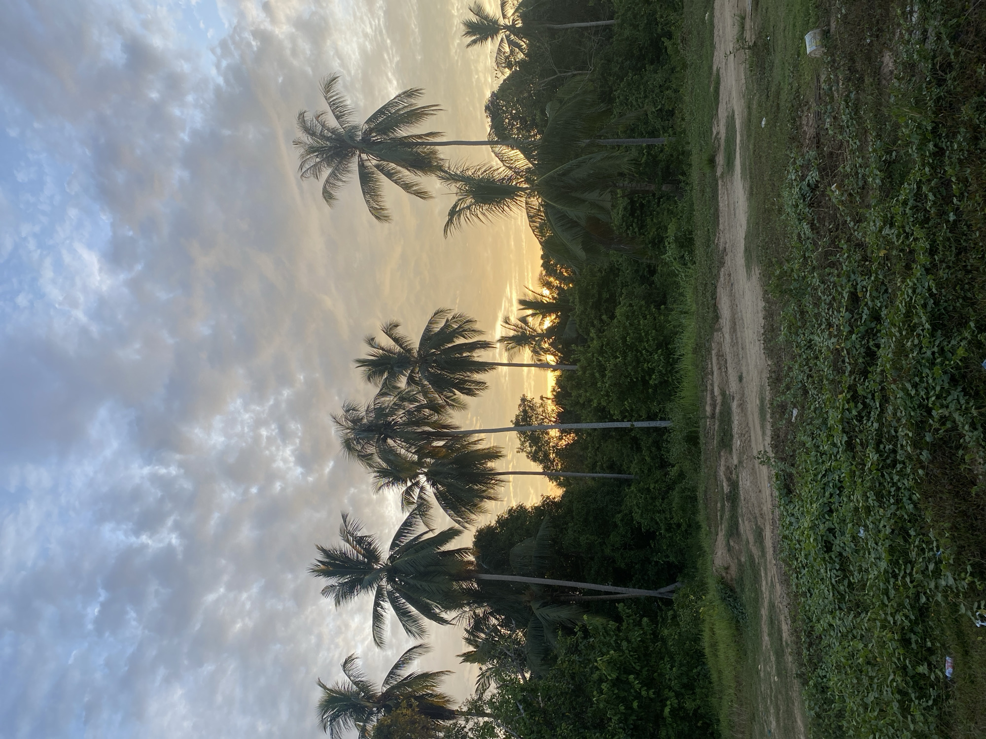The image depicts a row of palm trees silhouetted against a cloudy sky at sunset. The location is Seuneubok Teungoh, Indonesia. The trees are lined up along a dirt road bordered by dense, green vegetation. The sky shows a gradient from blue to orange as the sun sets behind the trees.