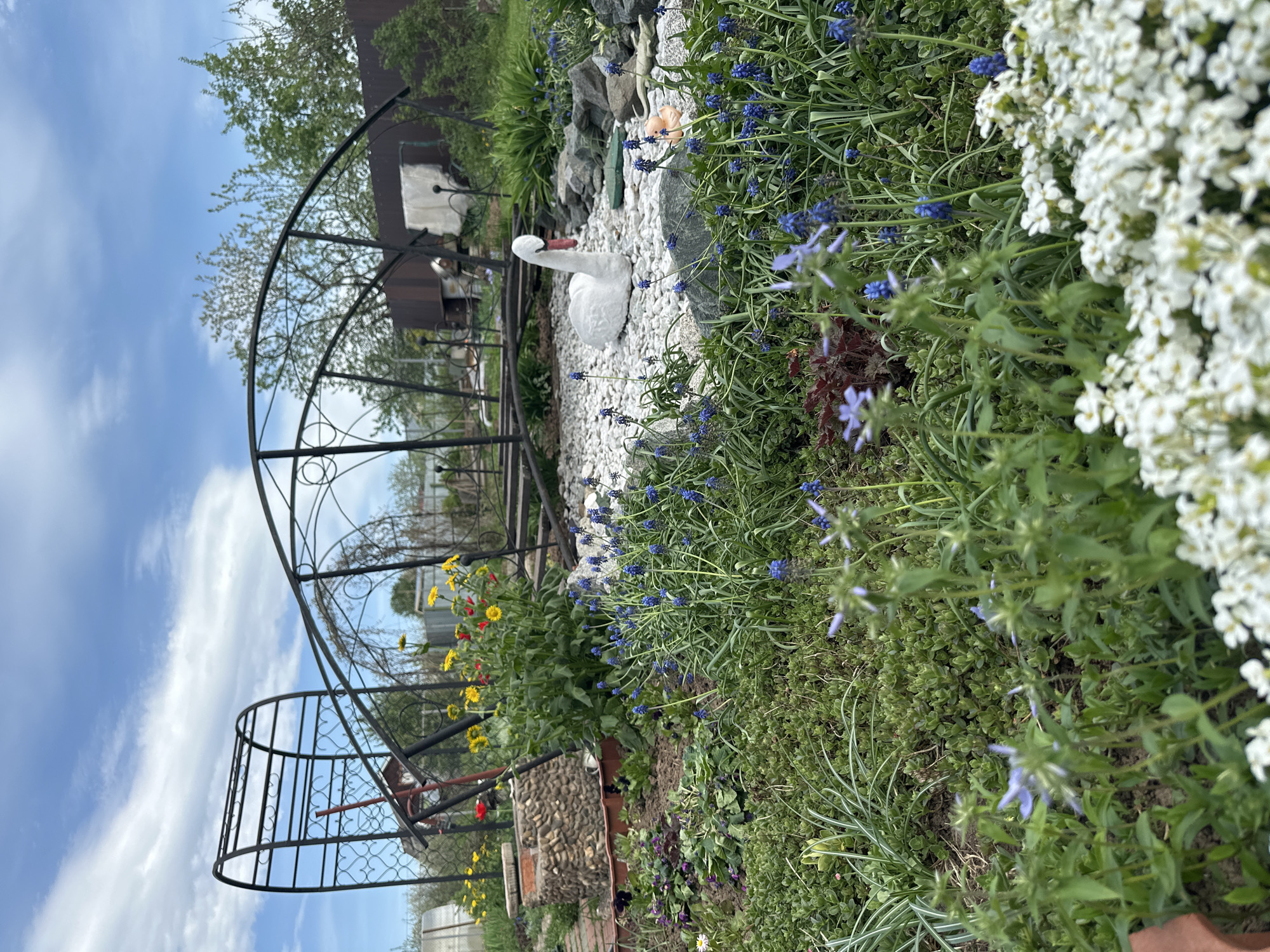 The image shows a garden in Ludorvai, Russia, featuring a black metal archway, a decorative white swan figurine on a bed of white gravel, and various plants, including white alyssum, blue grape hyacinths, and yellow and red flowers. The background includes a building and trees. The sky is partially visible, with blue and white clouds.
