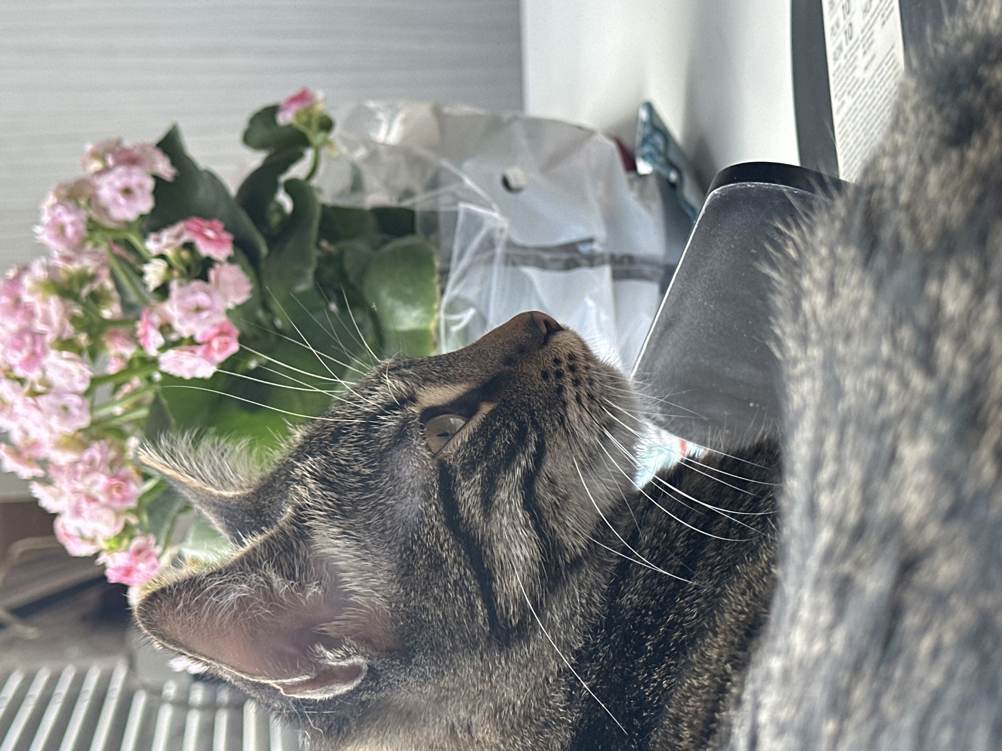 A close-up, side-profile shot focuses on the head and upper body of a tabby cat. The cat's fur is a mix of brown, black, and gray stripes, with prominent white whiskers extending from its muzzle. Its green eyes are looking to the right, with a slightly narrowed gaze. Behind the cat, a potted plant with small pink flowers is visible, its leaves a vibrant green. The plant is in a white plastic bag, which is slightly transparent. The background is softly blurred, showing vertical blinds on the left side and a plain wall on the right. The cat is resting on a textured, gray surface, possibly a blanket or rug, which takes up the lower portion of the frame. The setting appears to be indoors, with natural light filtering in from the left, suggesting a daytime scene. There is no indication of the city of Sofia, Bulgaria, or any specific urban environment.