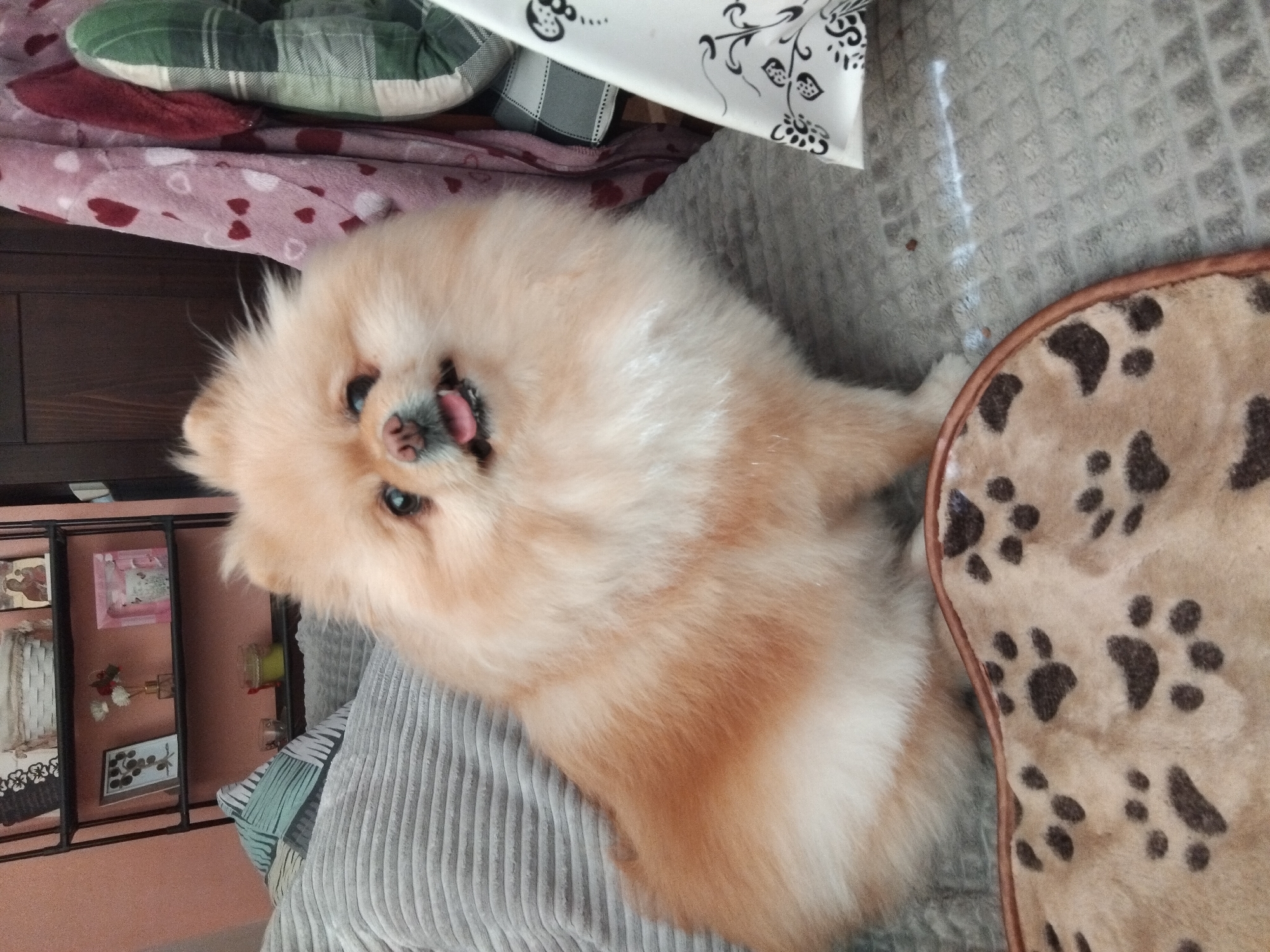 A light-colored Pomeranian dog with its tongue sticking out sits on a gray textured couch. The dog is facing the camera with its head slightly tilted. In the background, a black metal shelf unit displays various items, including baskets, framed pictures, and decorative objects. A wooden door is visible to the right of the shelf. A pink and red heart-patterned blanket is draped over something next to the door, and a green and white plaid pillow rests beside it. A white fabric with black floral patterns is positioned in the foreground on the right. A brown blanket with dark paw prints is spread out on the couch in the lower portion of the image. The overall setting appears to be an indoor residential space, possibly a living room, within a home in Apriltsi, Bulgaria.