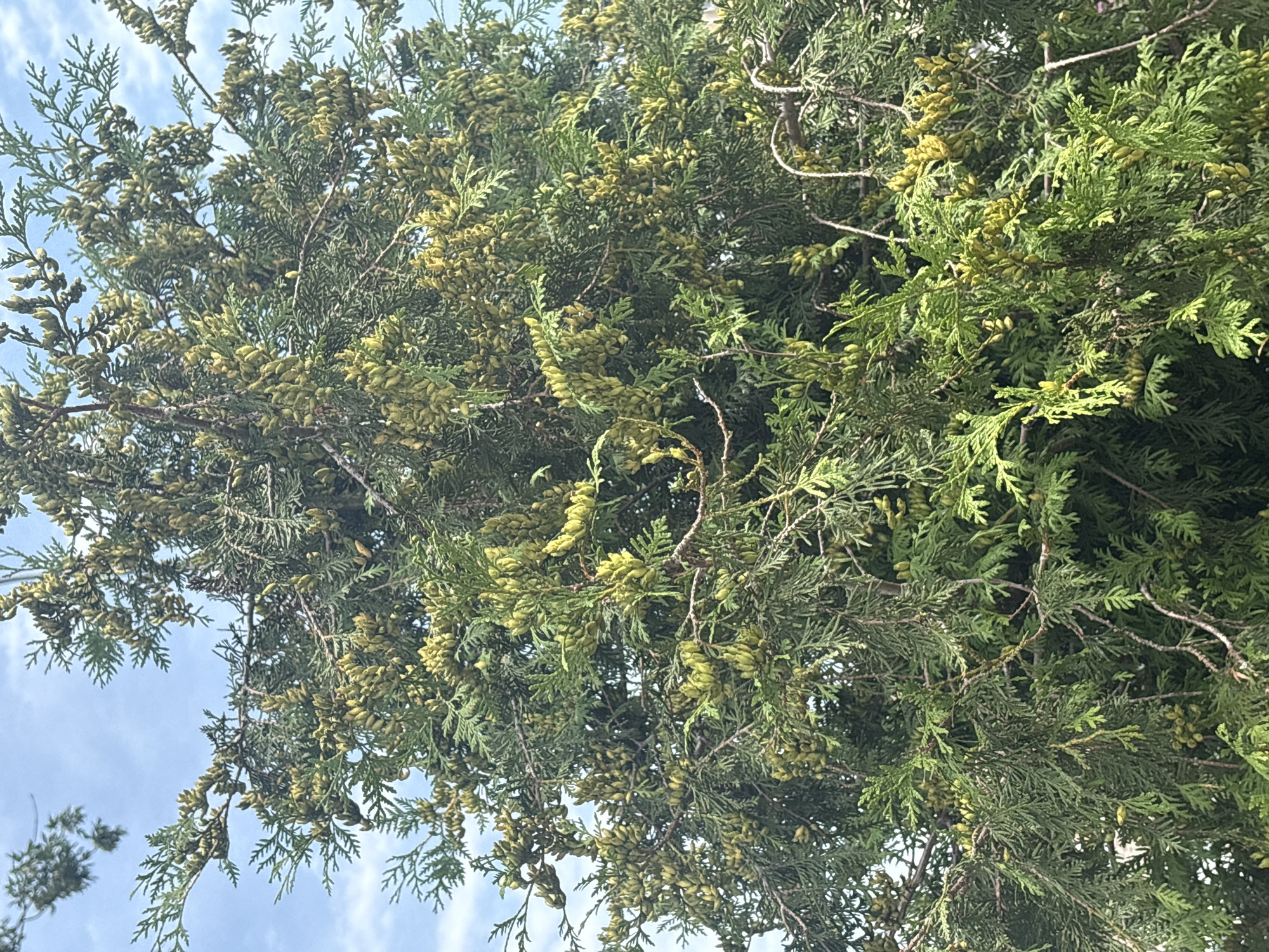 A close-up, low-angle outdoor shot showcases the dense foliage of a coniferous tree, possibly a cedar, laden with numerous small, light green cones. The sky, visible in patches, is a pale blue with sparse white clouds. The branches are thick and interwoven, creating a textured canopy. The image was captured in the city of Mikhaylovsk, Russia.