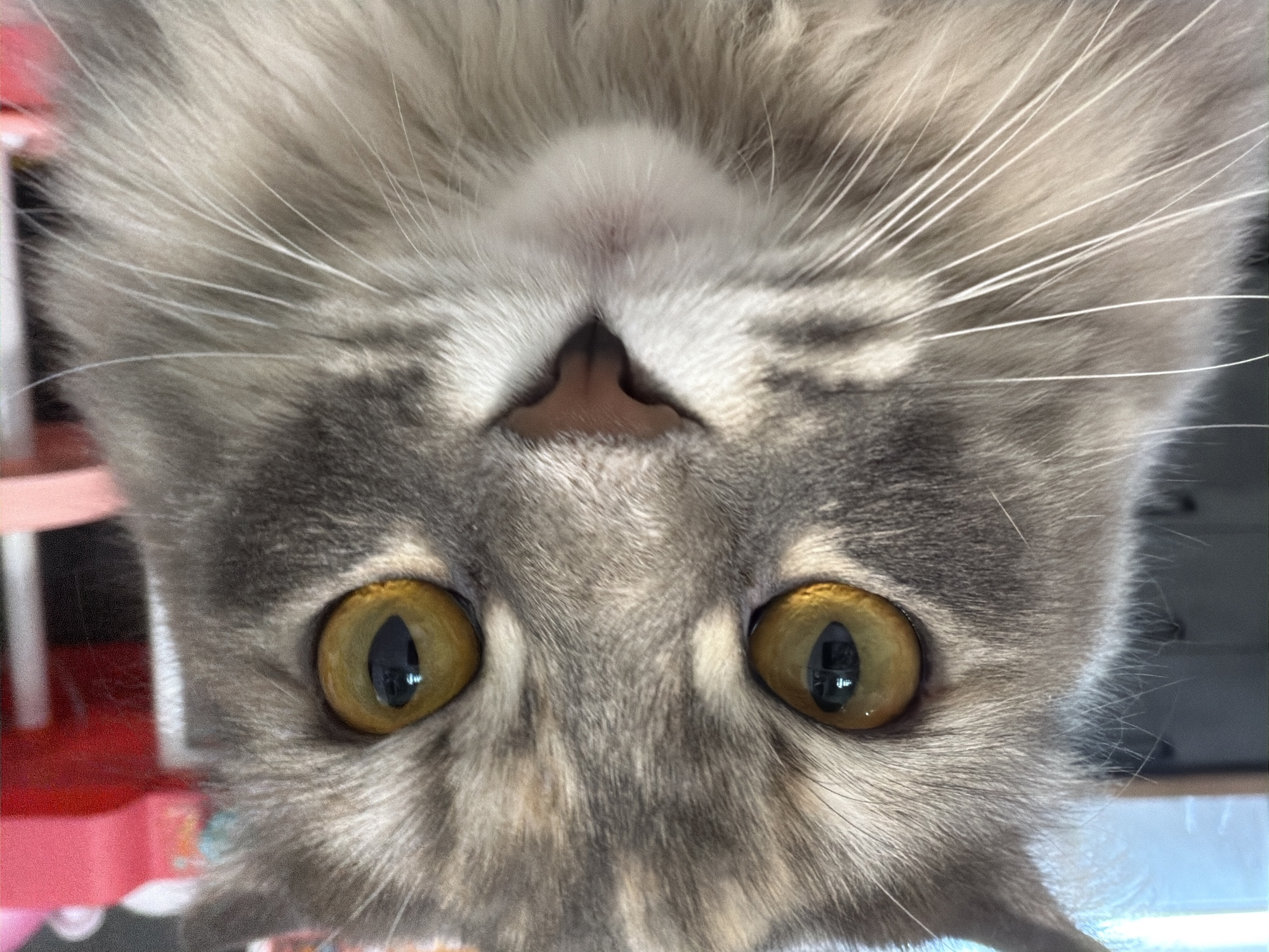 A close-up, head-on, eye-level photograph shows a Maine Coon cat's face. The cat's fur is a mix of gray and tabby markings, with some lighter ginger and cream accents. Its large, golden-yellow eyes are wide open and focused directly at the camera. The pupils are narrow vertical slits, reflecting an indoor light source. The cat's nose is a pinkish-brown triangular shape, and its mouth is a soft pink, with long white whiskers fanning out from its muzzle. The background is blurred, with hints of a bright red object on the right and a softly lit, out-of-focus background to the left. There is no discernible location within the city of Izhevsk, Russia, or any other geographical context provided by the image itself. The image is a portrait of the cat's face.