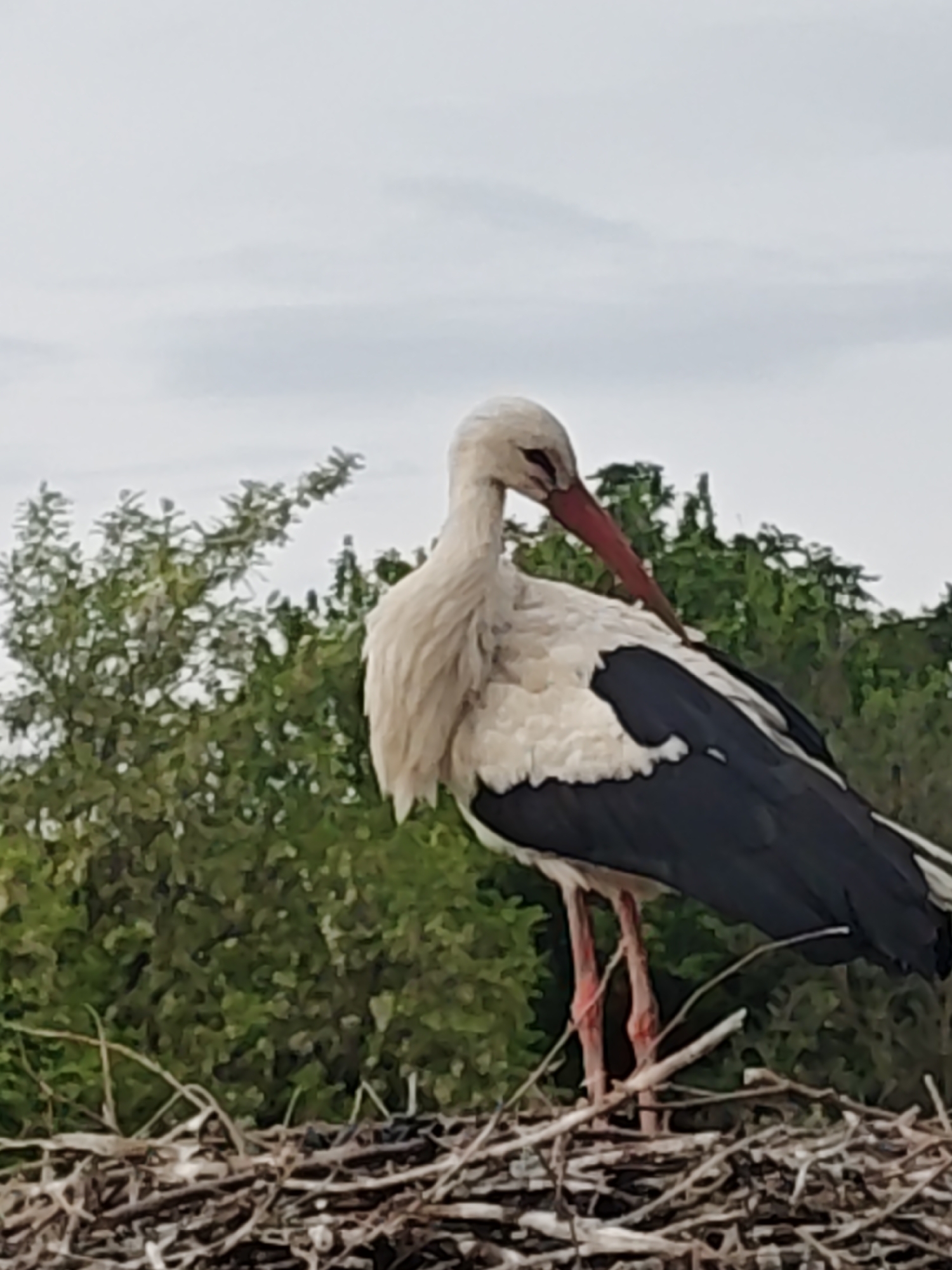 A white stork stands in its nest, made of branches, against a backdrop of trees and a cloudy sky. The stork has a long red beak and long pink legs. The bird has white plumage with black wing tips. The location and city are unknown.