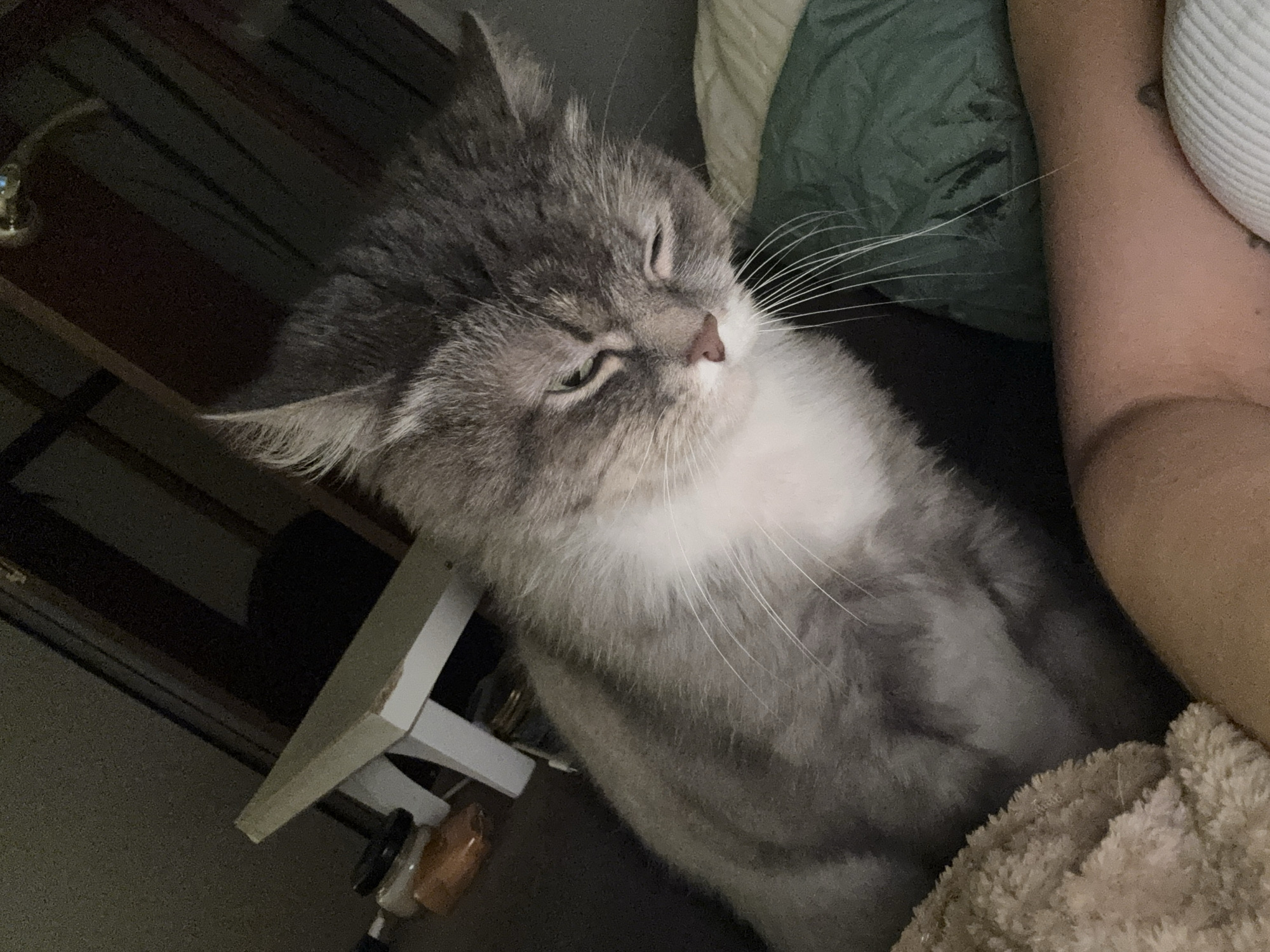 A domestic cat, predominantly grey with a white chest and muzzle, is captured in a close-up, angled indoor shot. The cat’s eyes are partially closed, suggesting sleepiness or contentment, and its head is tilted slightly. Long, prominent white whiskers extend from its muzzle.
Part of a fair-skinned human arm or leg is visible on the right side of the frame, resting close to the cat. A light brown, fluffy blanket or fabric texture is seen in the bottom right corner, partially covering the human limb. Behind the cat's head, a crumpled green pillow or blanket adds to the cozy setting.
To the left, a small, light-colored wooden or plastic table or stand is partially visible, with some blurry objects, possibly bottles or containers, on or near its lower shelf. The dim lighting throughout the image suggests it is either evening, night, or a dimly lit room.
The scene depicts a calm and peaceful moment, with the cat appearing relaxed and comfortable next to a person. There is no visible text in the image. The setting is an indoor location, contextualized as Moscow, Russia.
