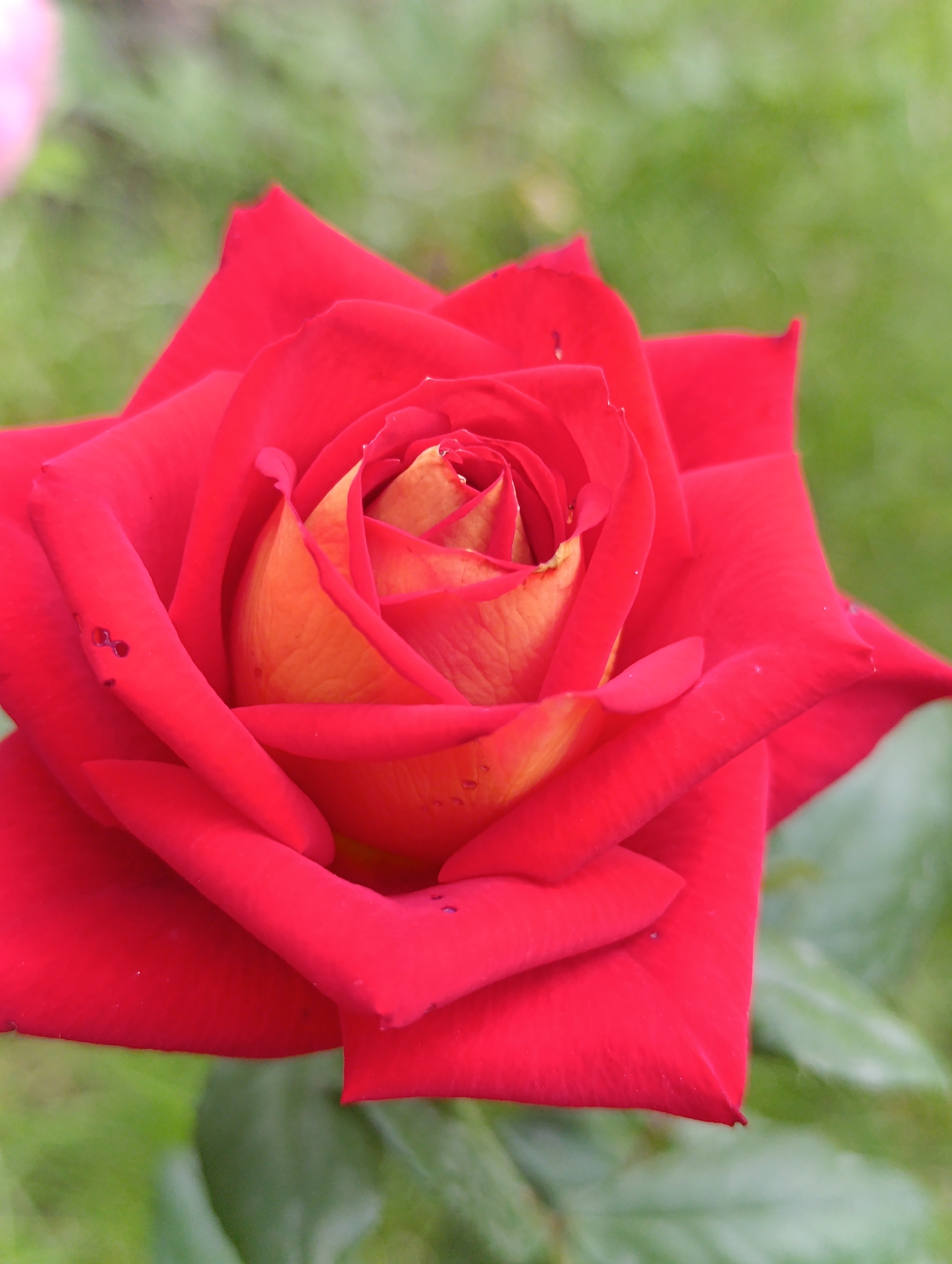 A close-up shot focuses on a vibrant red rose with hints of yellow and orange in its center. The petals are layered and have a velvety texture, with some appearing slightly curled. Small water droplets are visible on a few of the petals. The background is a soft blur of green, suggesting foliage and an outdoor setting. The image does not contain any identifiable landmarks that would indicate a specific location within Bila Tserkva, Ukraine. The scene is static, with no people or actions depicted.