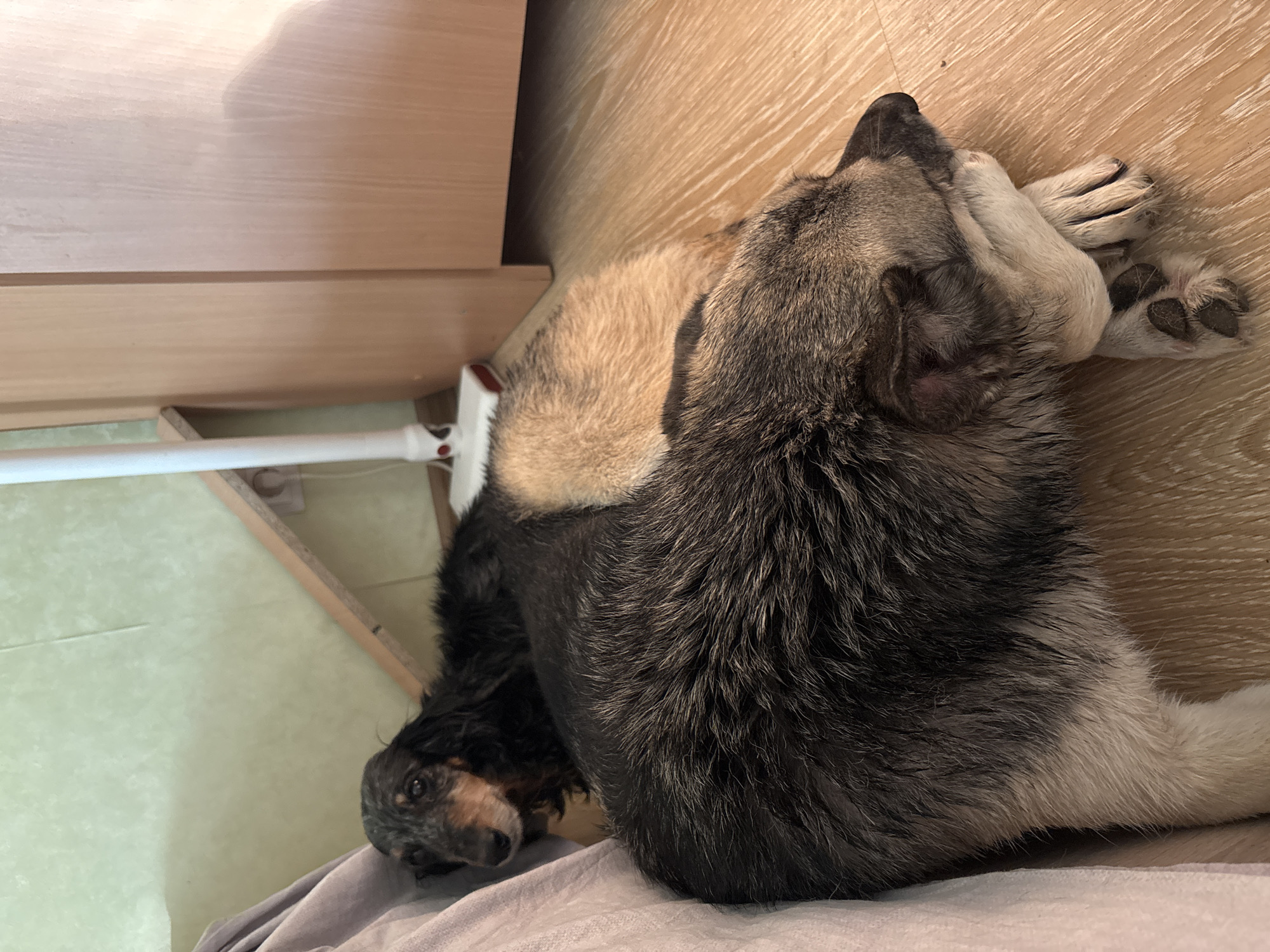A medium-sized dog with gray, white, and black fur is lying on a light gray blanket. The dog's head is turned towards the right, with its paws resting on its face. The dog is positioned near a wooden cabinet and a white vacuum cleaner hose. The background consists of a light wooden floor and a light green wall. The location is not discernible from the image and no details indicate the location is Izhevsk, Russia.