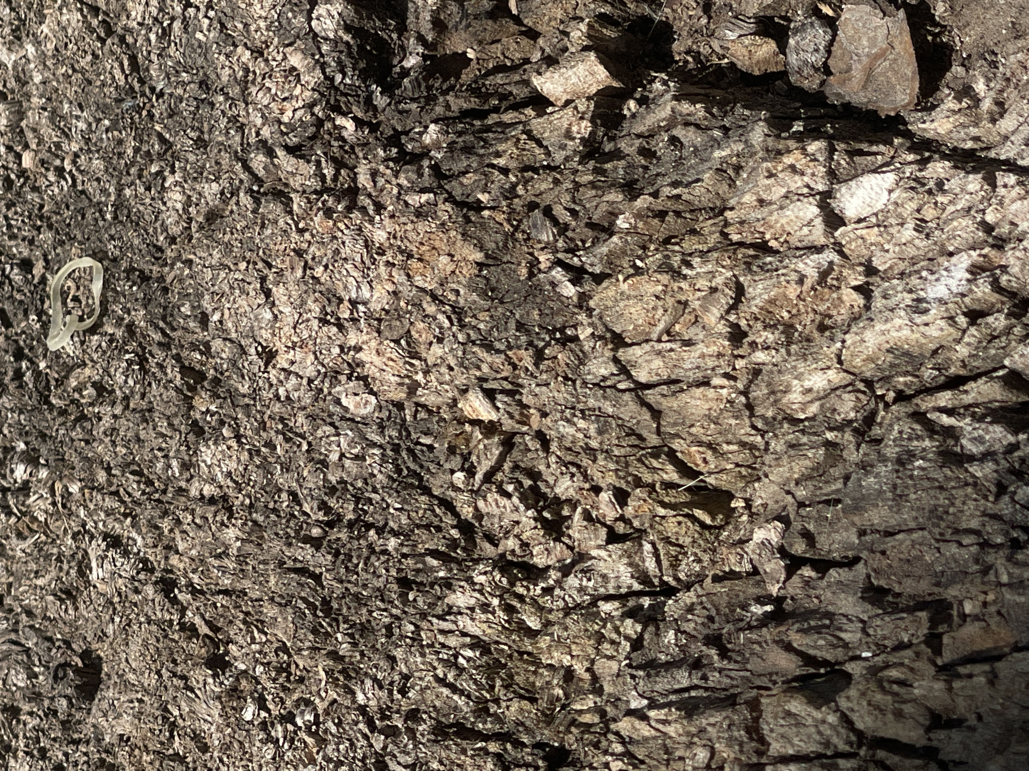 The image displays a close-up view of rough, textured tree bark. The bark is predominantly dark brown with lighter brown and gray hues, characterized by deep crevices and raised ridges. In the upper right quadrant of the image, a small, translucent white plastic ring, possibly a part of a hair tie or a small cable tie, is resting on the bark. The bark exhibits a dry, weathered appearance, with some areas appearing lighter due to sunlight. The setting appears to be outdoors. No specific location within Karlovo, Bulgaria, can be identified from the provided image alone.
